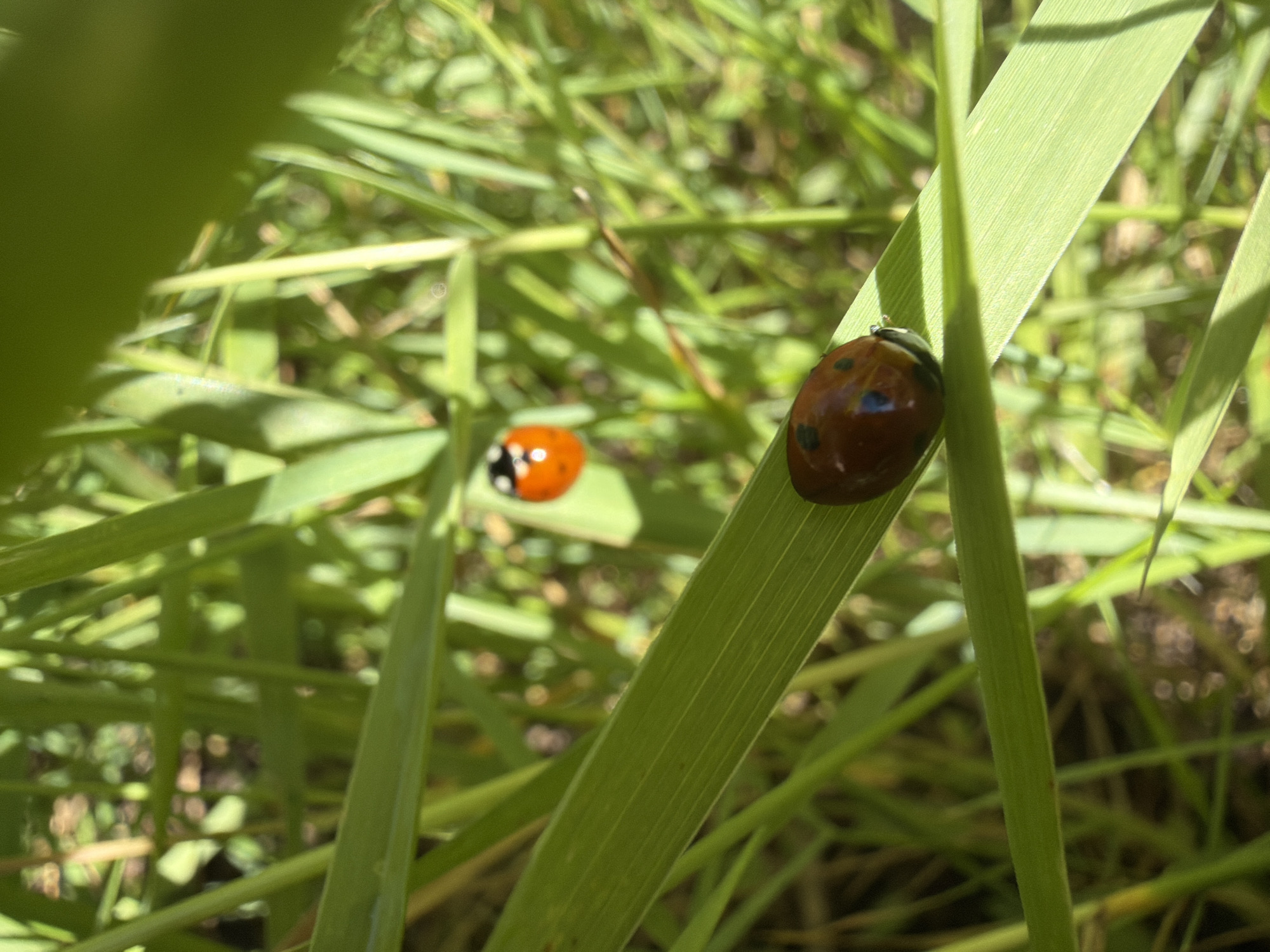 Two ladybugs are in a close-up shot amidst tall green grass. One ladybug, in the foreground, is resting on a blade of grass that runs diagonally across the frame from the lower left to the upper right. This ladybug is dark brown with visible black spots and a small black head. The second ladybug is positioned further in the background, slightly out of focus, on another blade of grass. It is bright orange with distinct black spots. The background is a blur of green grass and foliage, suggesting an outdoor, natural environment. There are no people or man-made structures visible in the image. The lighting indicates it is daytime, with sunlight casting shadows. The scene is typical of a park, garden, or wild grassy area. There is no information about the specific location within Kramatorsk, Ukraine.