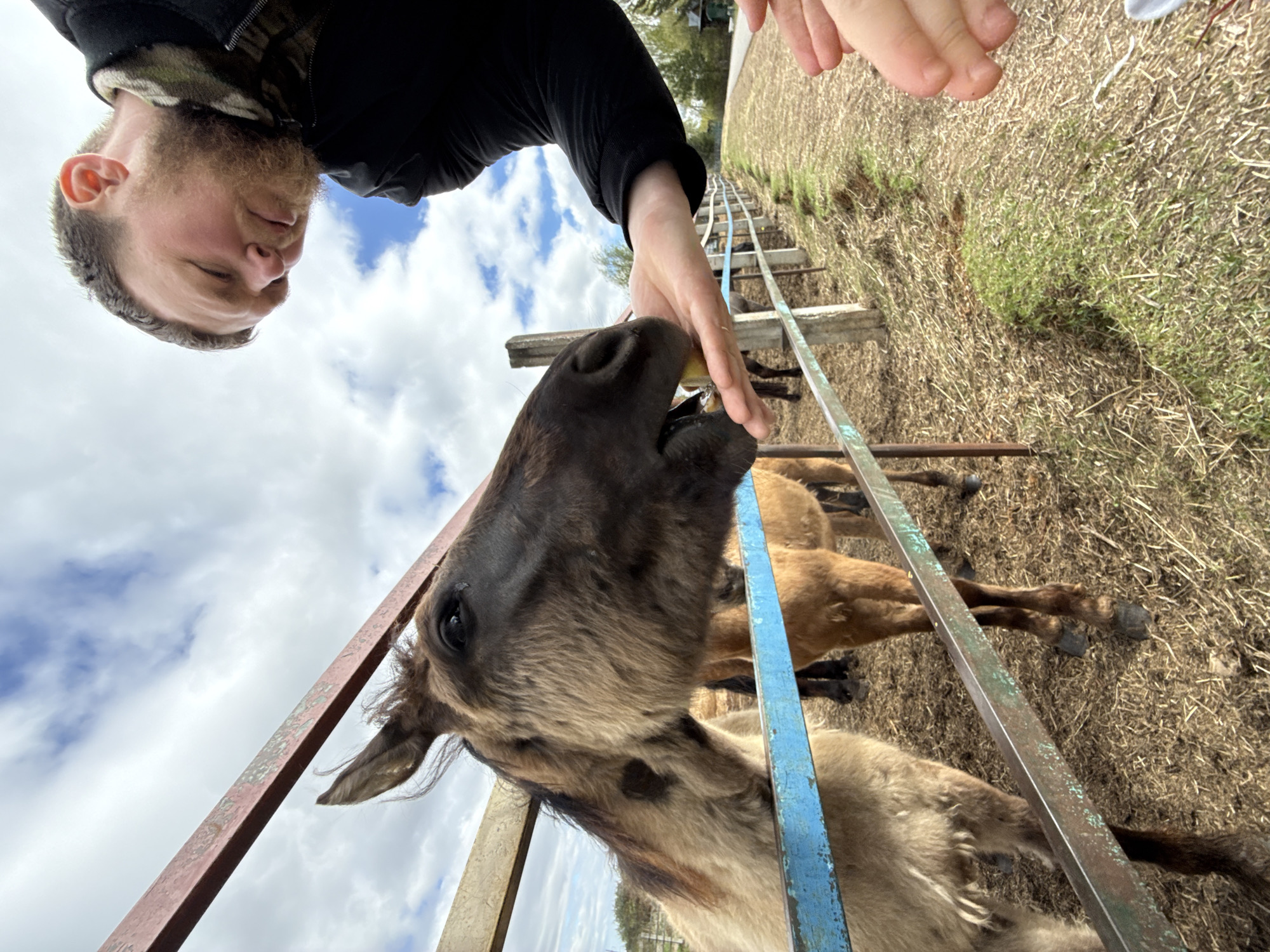 A man with a beard, wearing a black long-sleeved shirt, is feeding a horse through a blue and red metal fence. The horse is brown and grey, and there are other horses in the background lying on dry grass. The sky is cloudy. The location is likely in Vereshchagino, Russia.