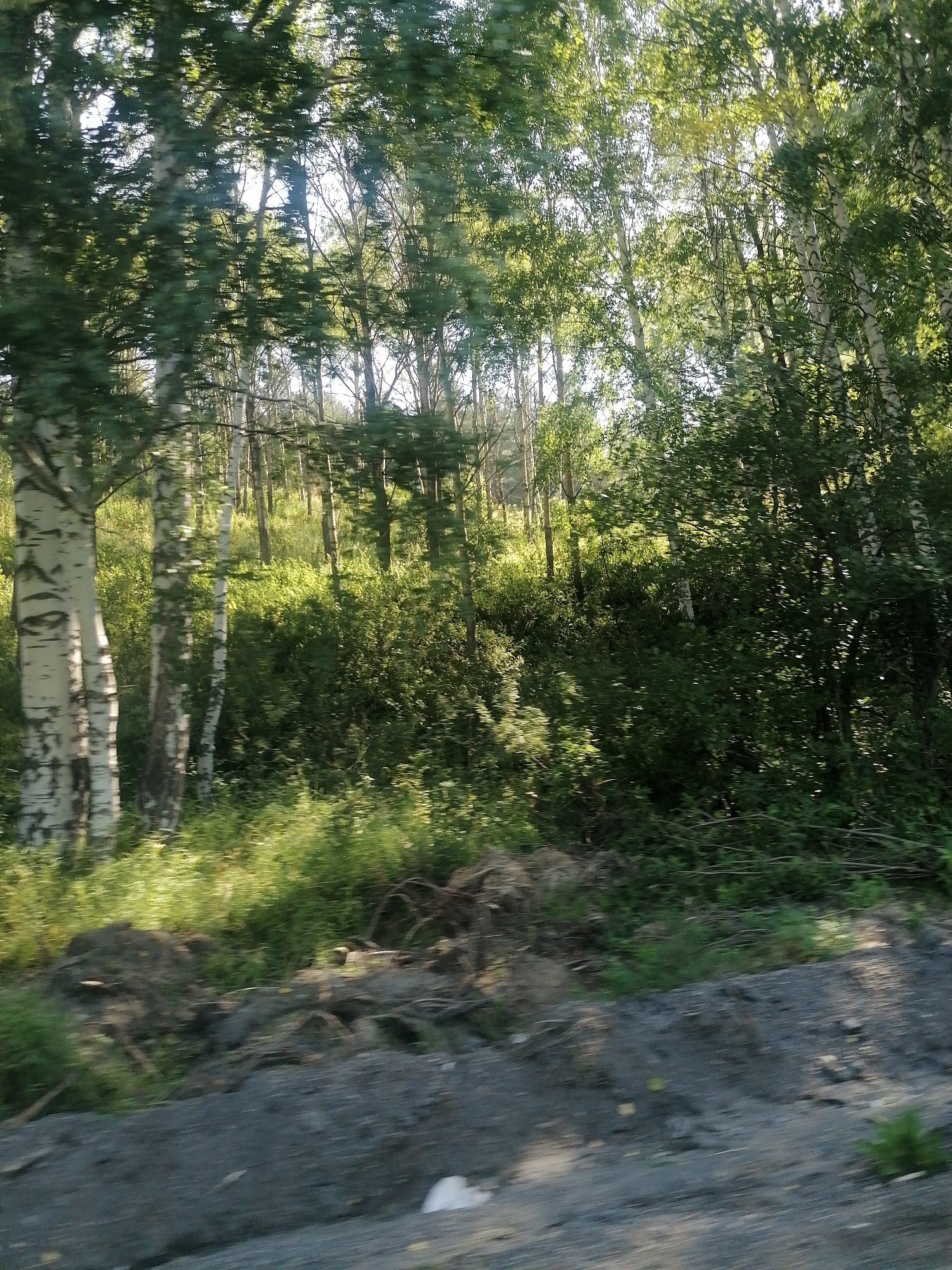 This image depicts a roadside view of a birch forest under bright sunlight. The foreground is a gravelly path or verge with some dry branches and debris. Beyond this, dense green foliage and the distinctive white trunks of birch trees dominate the scene. The sunlight filters through the leaves, creating dappled light and highlights. The image appears to be taken from a moving vehicle, as indicated by the motion blur present throughout. The location is identified as being in Severnoe, Kazakhstan.