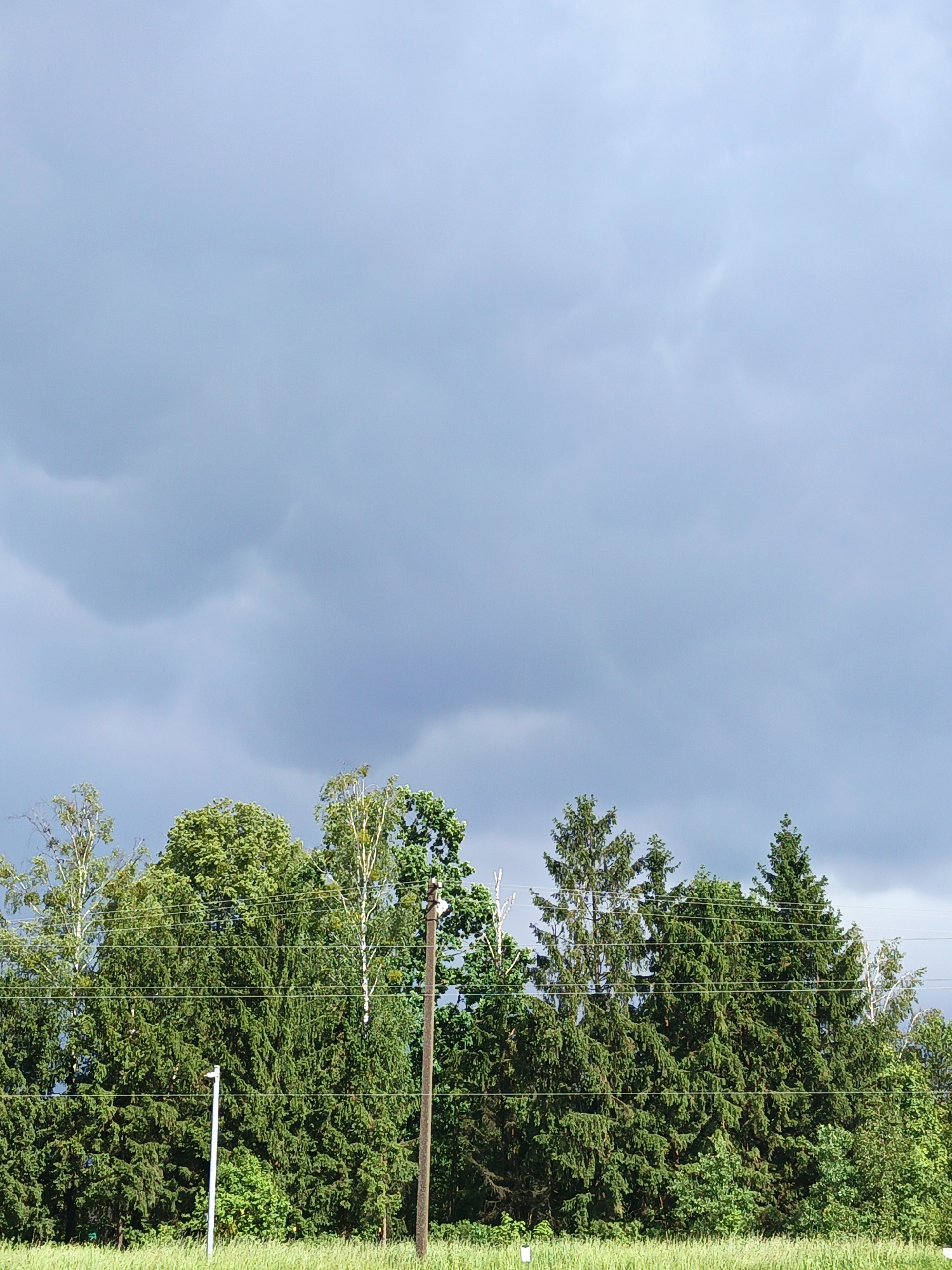 The image depicts a landscape view under a cloudy sky. In the foreground, a line of dense green trees, primarily coniferous with some deciduous trees interspersed, stretches across the frame. The trees are a mix of various heights and densities, creating a varied natural barrier. Two utility poles are visible within the treeline; one on the right is a weathered, darker pole with attached wires, and a lighter colored, thinner pole is positioned further left amongst the trees, also with wires. The ground in front of the trees is covered in tall, green grass. The sky above is dominated by a thick layer of gray clouds, with hints of lighter blue peeking through in places, suggesting an overcast or approaching storm. There are no people or animals visible in the image. The scene appears to be a natural or semi-rural setting, potentially on the outskirts of a settlement given the presence of utility poles. The overall atmosphere is calm and still, with the heavy clouds creating a sense of diffused light.