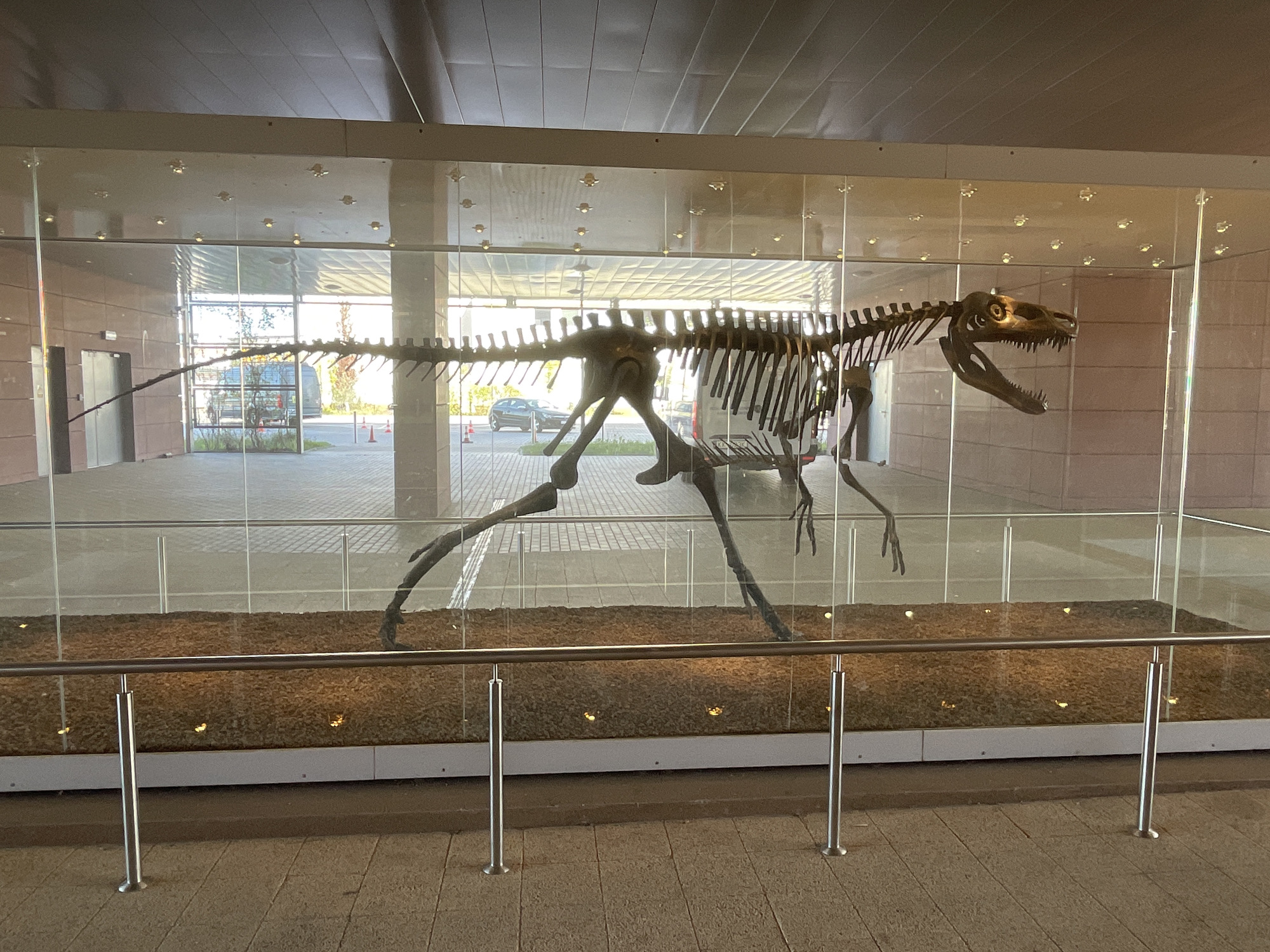 The image shows a dinosaur skeleton encased in a glass display case. The skeleton is positioned in a running stance. The display case sits atop a bed of small brown rocks, and is surrounded by a metal railing. Through the glass of the case, one can see the exterior of a building, a parking area with a car, and a few trees. The location is likely inside a museum or public building with a modern architectural style. The location in the city is Unknown, Unknown.
