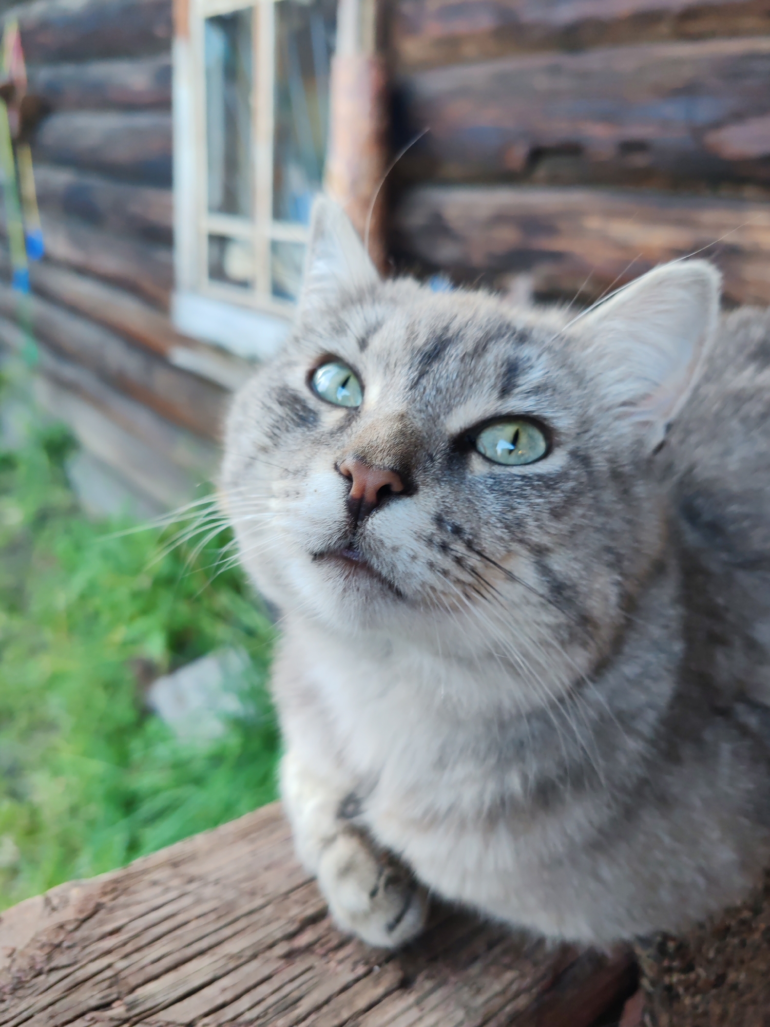 A close-up, eye-level, vertical shot focuses on a domestic shorthair cat with tabby markings and striking green eyes. The cat is seated on a weathered wooden surface, possibly a porch railing or a log, with its front paws resting on the wood. In the background, out of focus, is the side of a wooden house, likely a log cabin, with a window visible. Green foliage is also present in the background, suggesting an outdoor setting in a rural or suburban area, potentially in the village of Kashino, Russia, given the architectural style. The cat is looking upwards and slightly to the left, with its mouth slightly open. The overall impression is one of a candid, naturalistic portrait of the animal in its environment.