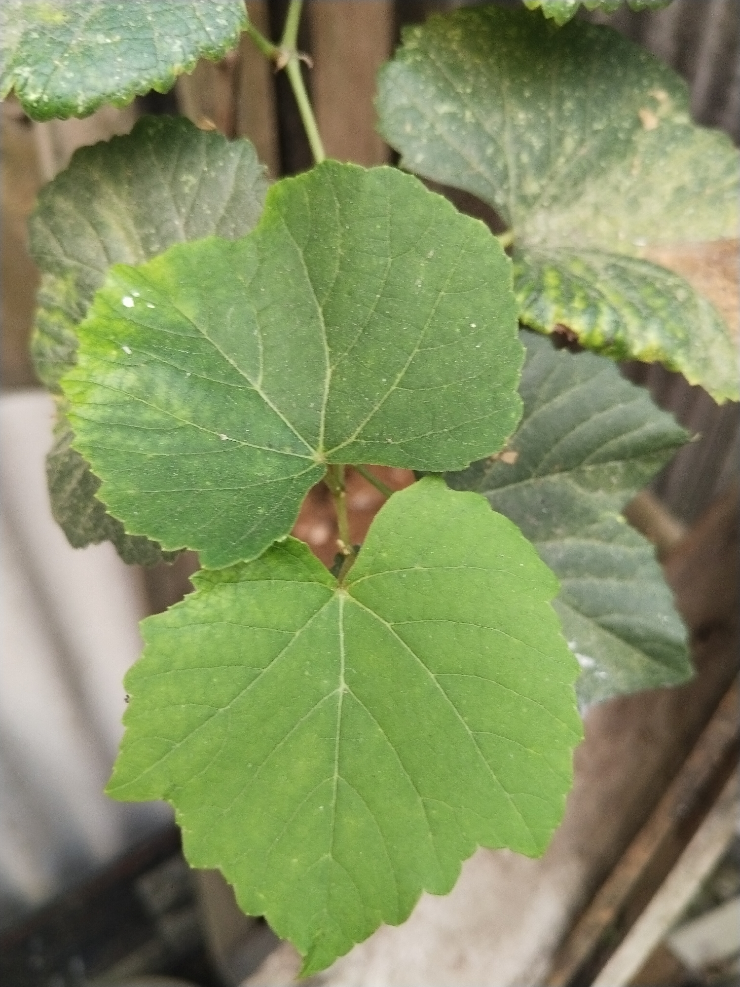 In Kampung Baru, Indonesia, a close-up image captures the vibrant green leaves of a plant, likely a vine. The leaves, with their distinct vein patterns, are the primary focus, exhibiting a rich, natural hue. Some leaves show signs of minor discoloration or dust, suggesting they are outdoors and exposed to the elements. The background is softly blurred, hinting at a natural or semi-natural environment, possibly a garden or a rustic setting with wooden elements. The overall impression is one of close observation of nature's details in a localized Indonesian setting.