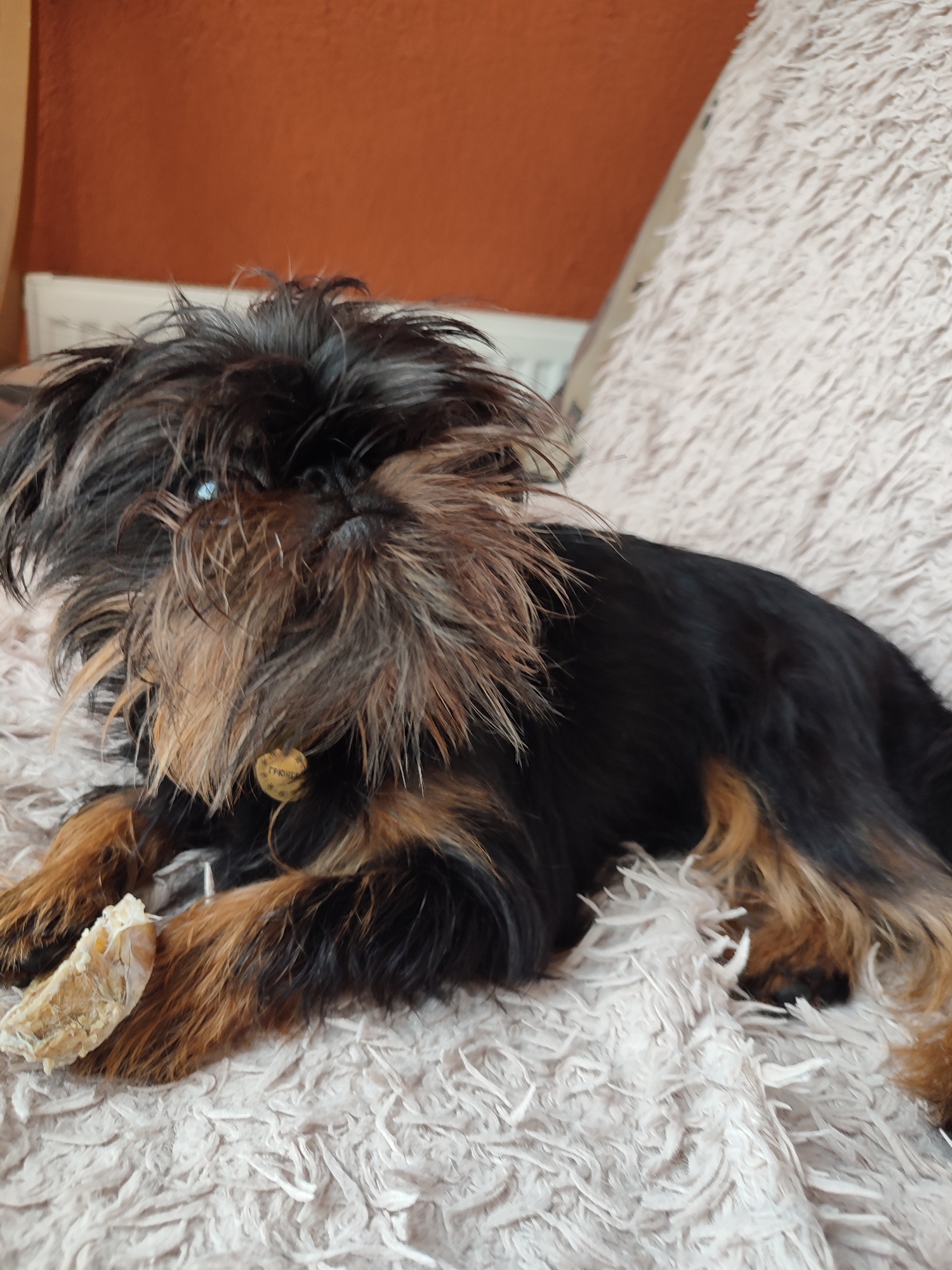 An indoor, medium shot shows a small, scruffy black and tan dog lying on a textured, light-colored blanket. The dog has long, wispy fur, particularly around its face and ears, and is wearing a small, heart-shaped gold tag around its neck. In front of the dog's paws is a light-colored chew toy. The background is out of focus, showing a muted orange wall and a hint of a white radiator. The image does not contain any elements that would indicate its location in Murino, Russia.