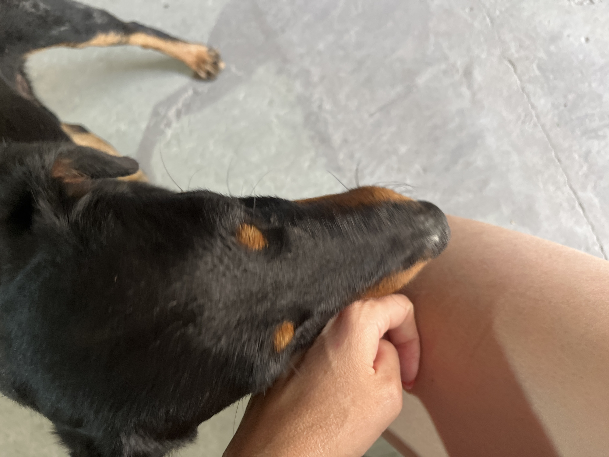 A close-up shot, taken from a high angle, shows a black and tan dog interacting with a person's forearm. The dog's head is angled down, with its nose touching the person's skin. The dog has prominent tan markings above its eyes. The person's forearm is light-skinned and appears to be resting on a light-colored, textured surface, possibly concrete. The background is also a blurred light gray, suggesting an outdoor or industrial setting. The image does not provide any information about the location in the city of Saratov, Russia, or any specific environmental details.