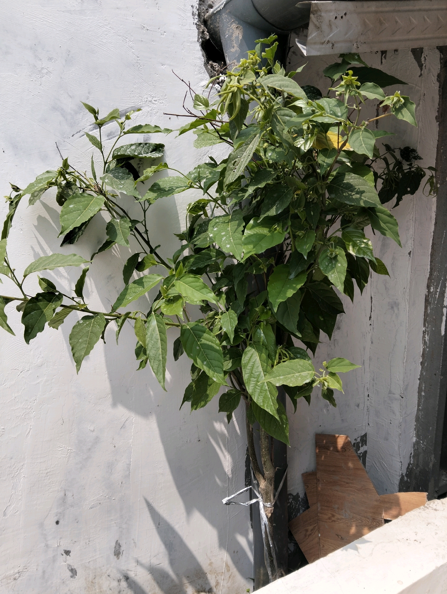 In Patrol, Indonesia, a green plant with broad leaves and some small pale flowers grows vertically, tied with a silver ribbon to a dark, cylindrical object near a textured, off-white wall. Above and to the right, a metal downspout is attached to the wall. The ground area is partially obscured by a white ledge, with pieces of plywood leaning against the wall behind the plant. Sunlight casts shadows of the plant and possibly other unseen objects onto the wall. The overall environment appears to be an outdoor, urban setting.