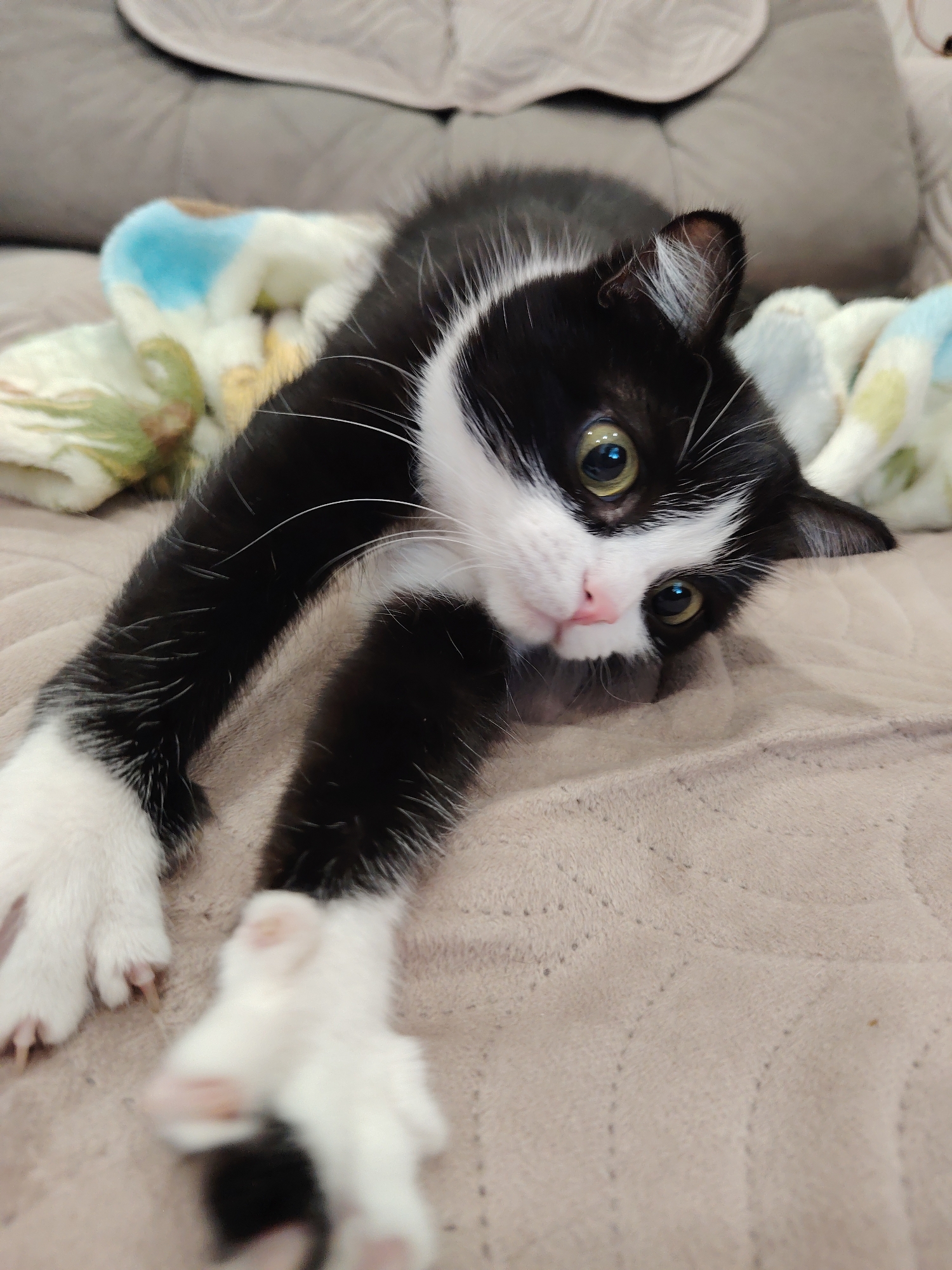 A black and white cat is lying on a light brown blanket. The cat is stretched out with its front paws extended. It has green eyes, a pink nose, and white whiskers. The background shows a hint of a gray couch and a colorful blanket with blue, white, and yellow patterns. The image is taken from a low angle, looking up at the cat. There is no information or visual evidence to suggest the location is in Novosibirsk, Russia, or any other specific city.