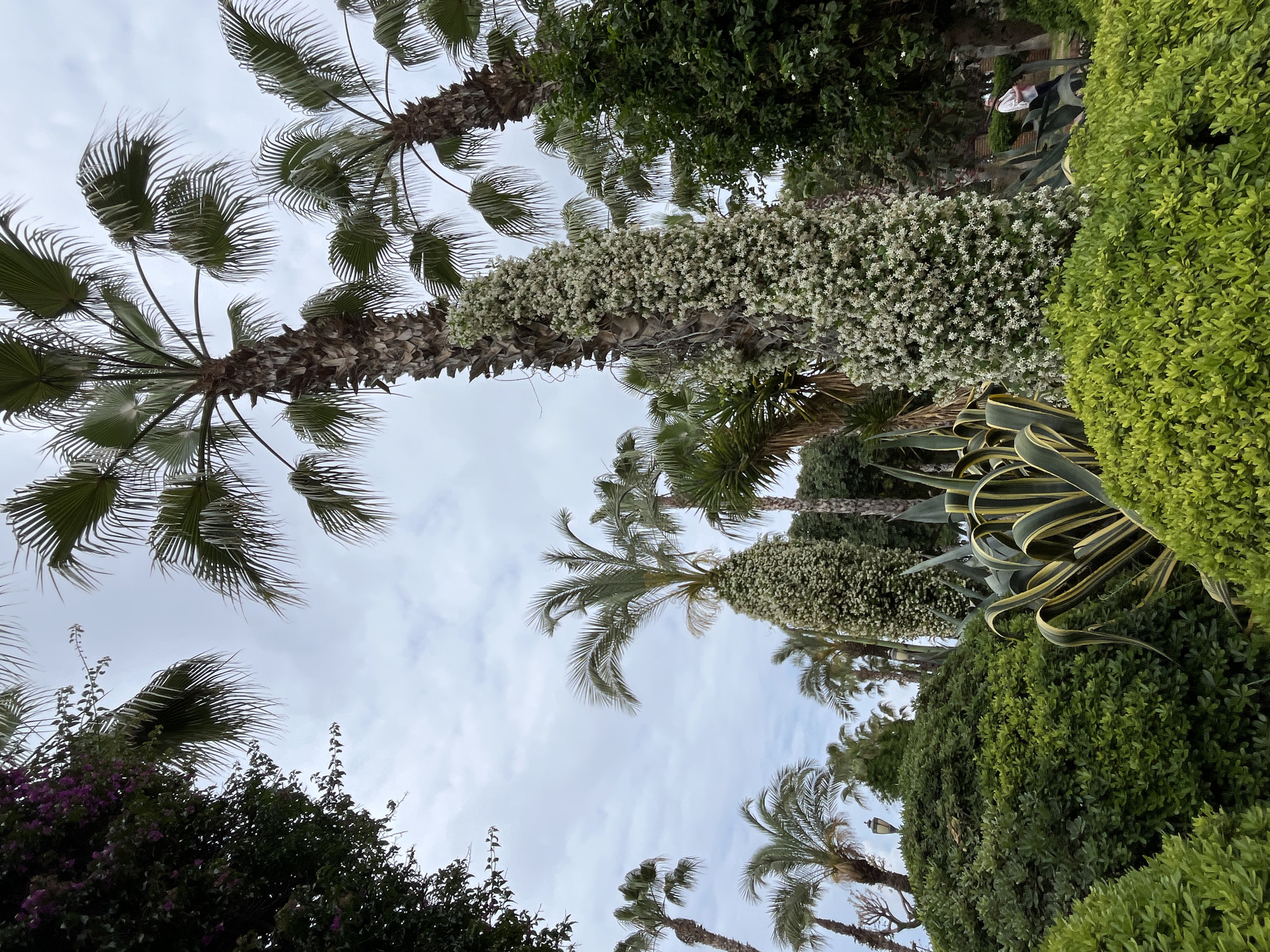 The image captures a low-angle view of various trees and foliage against a cloudy sky. Several palm trees are visible, some with their trunks covered in a dense growth of small, white flowers. Additional greenery includes shrubs and plants, with the distinct striped leaves of an agave plant. The scene appears to be taken in a park or garden-like setting. Given the prompt context, this may be in Alanya, Turkey.