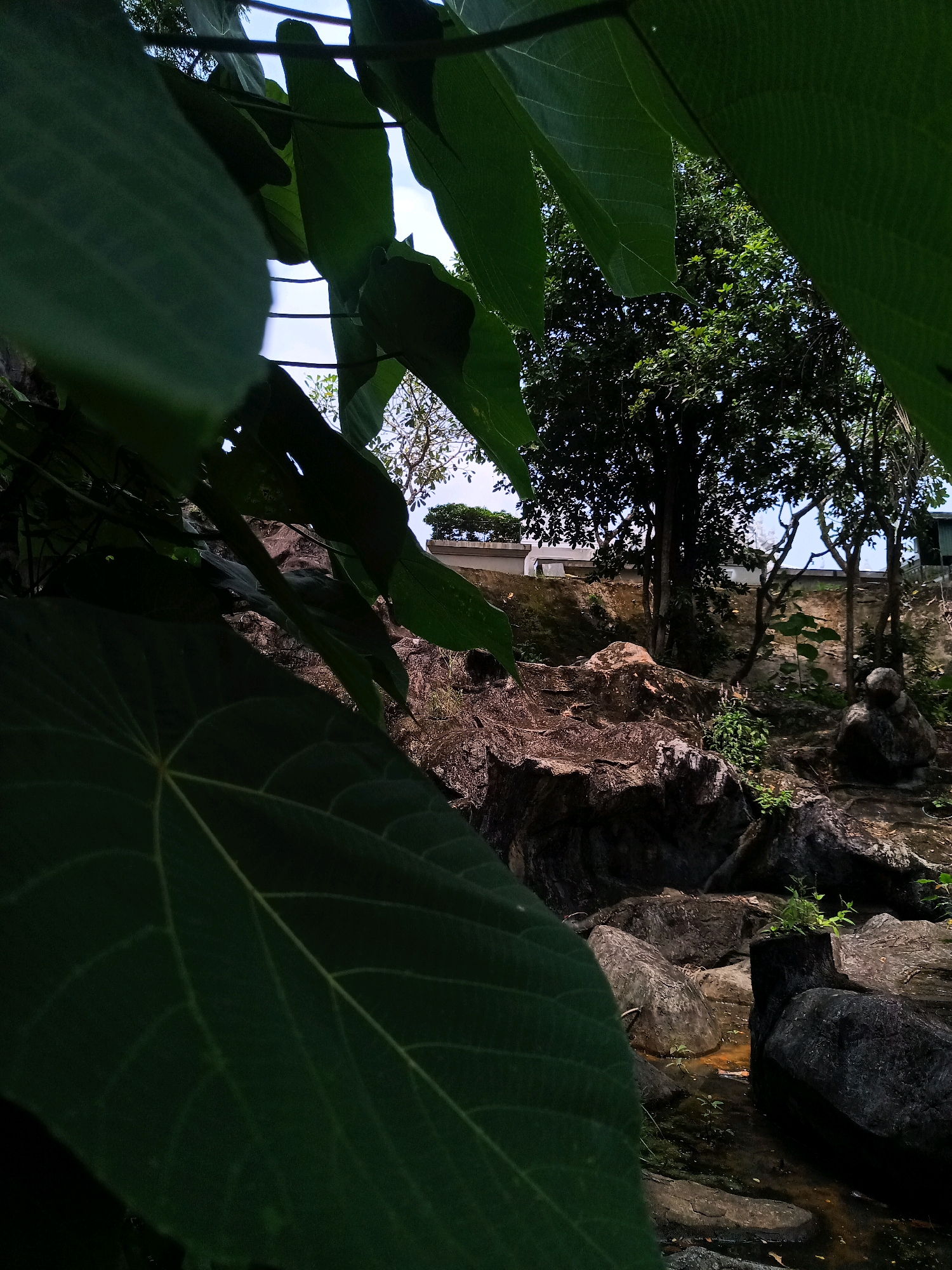 This image captures a natural scene with a prominent focus on large green leaves in the foreground, obscuring a portion of the background. The background reveals a rocky terrain with a small stream or water body. Several trees are visible, some with dense foliage and others more sparse. In the distance, there appears to be a structure or wall, possibly part of a building or landscaping. The overall setting suggests an outdoor environment, likely a park or garden, in Sai Thai, Thailand. The lighting indicates it is daytime, with some shadows cast by the leaves and trees.