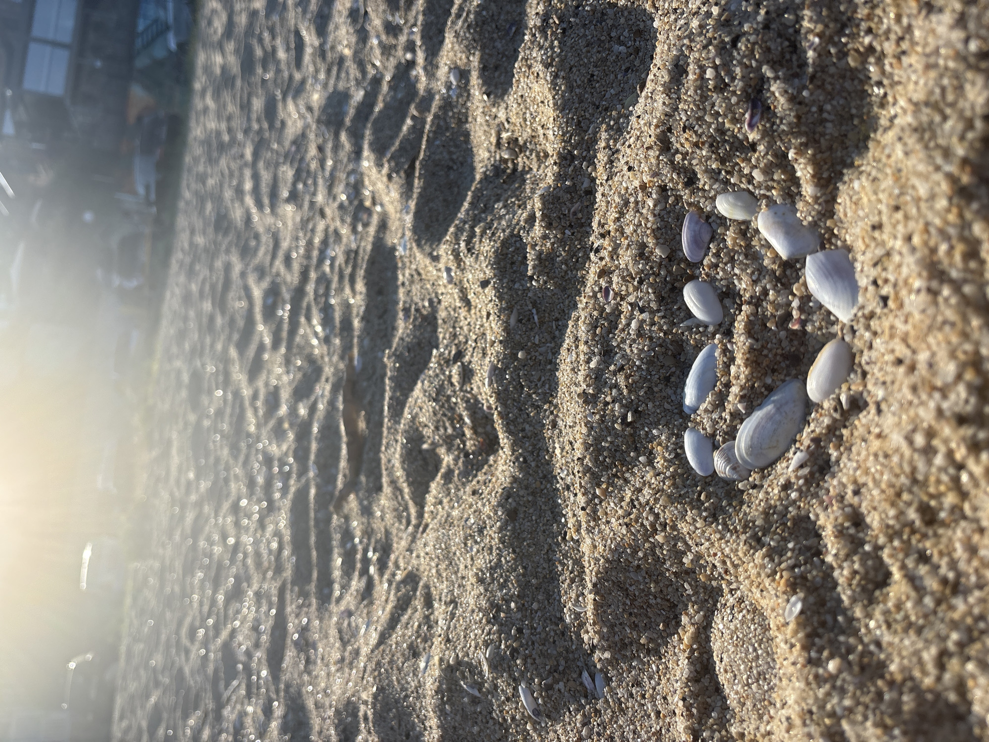 The image is a close-up shot of sand on a beach, with several white and light purple shells arranged in a circular pattern on the right side of the frame. The sand is granular and appears wet in places, with small pebbles and shell fragments mixed in. The lighting suggests it is either sunrise or sunset, with a bright, hazy light source on the left side of the image, creating lens flare and highlighting the texture of the sand. The background on the left is out of focus and shows a blurred reflection of what appears to be a building or structure with windows. The overall mood is serene and peaceful, evoking a sense of a quiet moment by the sea. There is no visible text in the image.