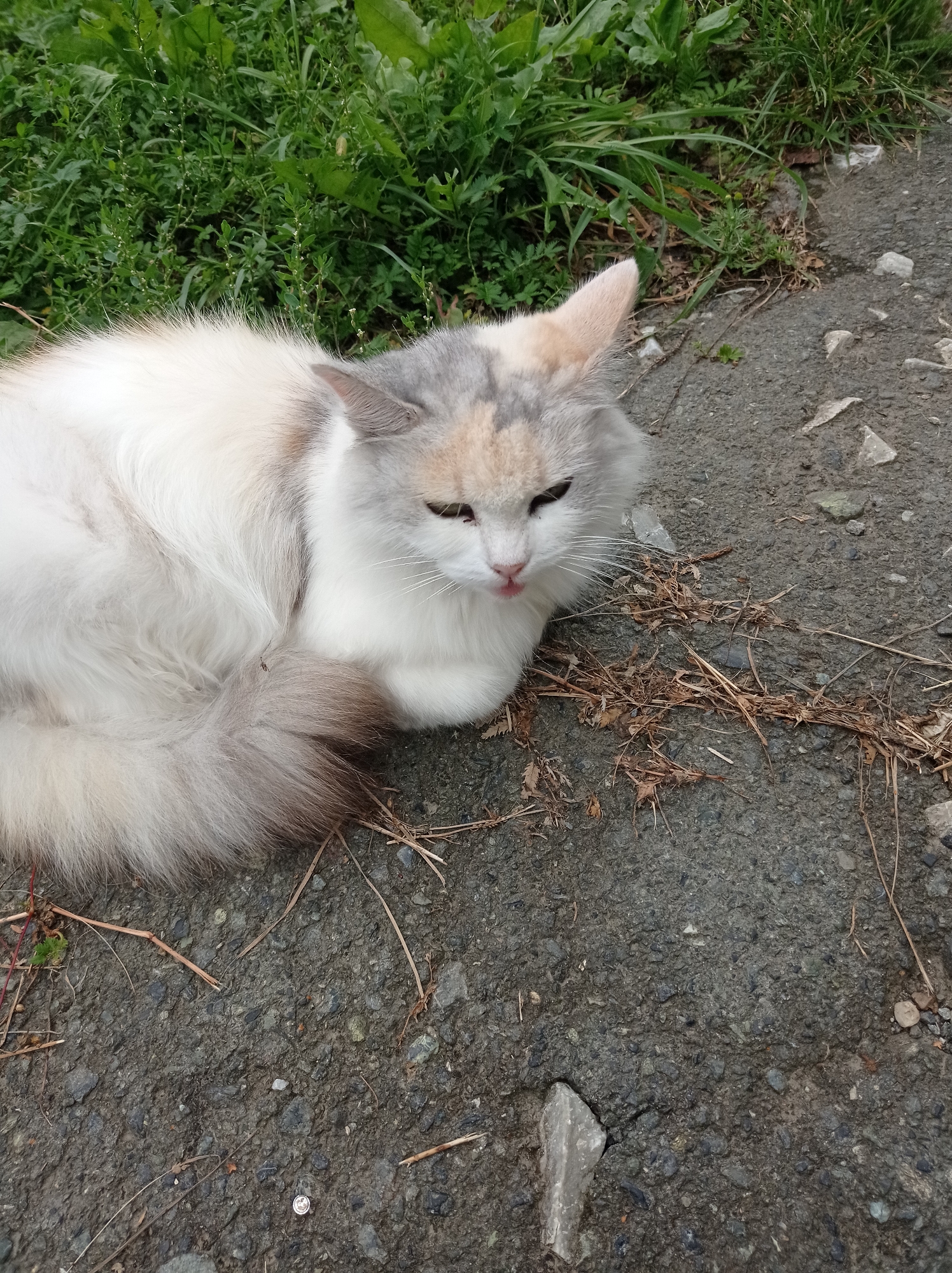A medium-haired cat with white, grey, and light brown markings lies curled on asphalt with some dry grass and small stones scattered around. The cat has its eyes partially closed and its tongue slightly visible. In the background, there is lush green foliage. The scene is set outdoors, possibly in a yard or near a roadside in the city of Degtyarsk, Russia.