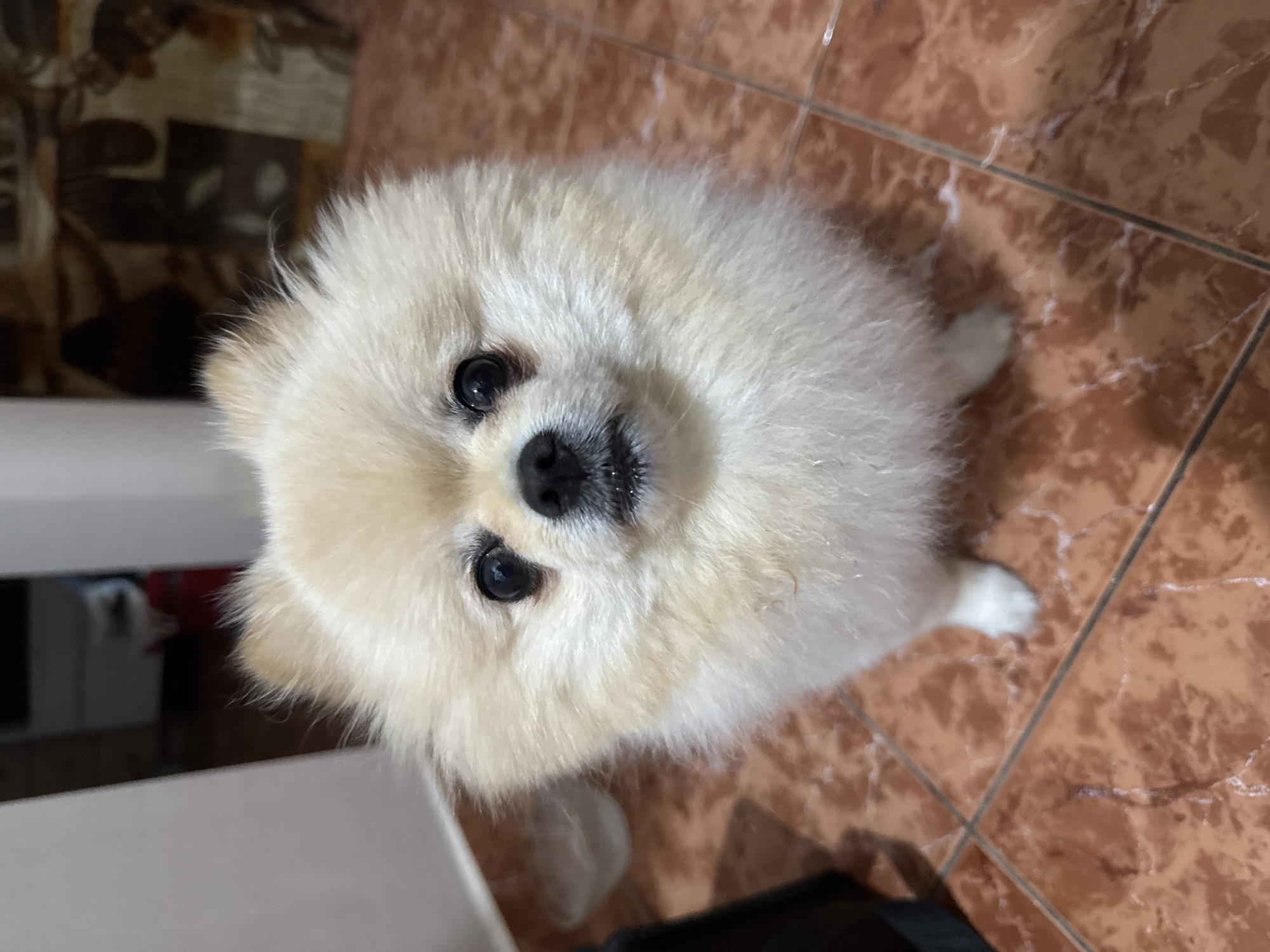 A fluffy, cream-colored Pomeranian dog is sitting on a tiled floor. The dog is facing the camera with its mouth slightly open and its tongue visible. The dog's fur is light brown and white. The floor is made of brown tiles with a pattern. The background is blurred, but appears to be an indoor setting with some furniture. The scene does not contain any elements that allow for localization to Varna, Bulgaria.