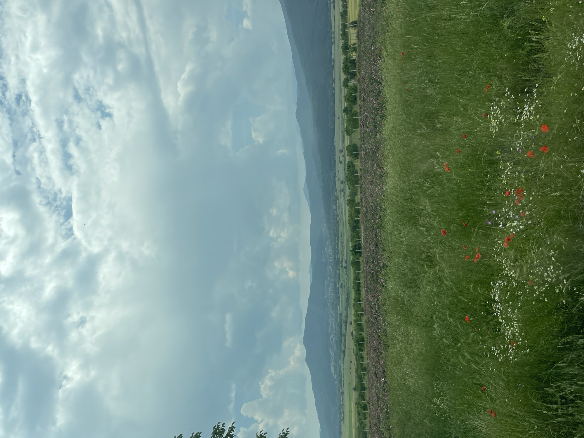The image displays a rural landscape located in Rozino, Bulgaria, under an overcast sky featuring light grey and white cumulus clouds with intermittent patches of lighter blue. A single dark bird is captured in flight in the upper right section. The background is defined by a range of dark green mountains, exhibiting varied shading due to atmospheric perspective. At the base of these mountains, in the mid-ground and slightly to the left, a discernible cluster of buildings indicates a village or settlement. Directly in front of the mountains and village, a band of lighter green agricultural fields is visible. This transitions into a distinct mid-ground segment featuring a straight row of uniformly spaced green trees, possibly an orchard or windbreak, adjacent to a fence line marked by vertical white posts. Immediately preceding this, a large cultivated field extends across the frame, densely planted with low-lying flora displaying pink and purple blossoms, consistent with rose bushes. The foreground, occupying the lower two-thirds of the image, is a lush field of tall, vibrant green grass. This grass is interspersed with numerous scattered red poppies, particularly concentrated in the lower central and right portions, alongside a scattering of small white wildflowers and occasional purple and yellow blooms. A dark green tree branch with foliage is partially visible in the upper left corner of the frame. No human figures or active human interactions are present within the scene.