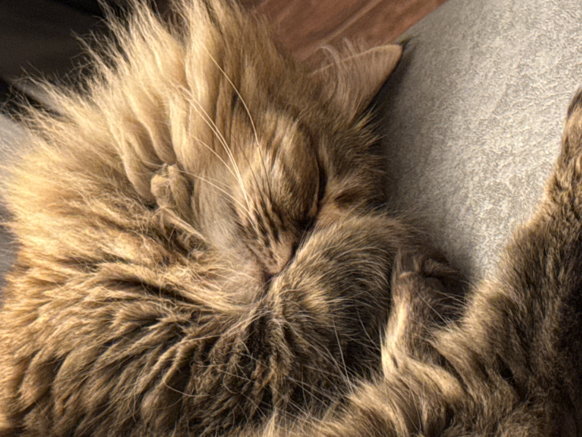 A close-up shot shows a brown, long-haired cat curled up and sleeping on a gray upholstered surface. The cat's fur is the dominant feature, obscuring the details of its body. The scene is indoors. Location information (Votkinsk, Russia) is not discernible from the visual information.