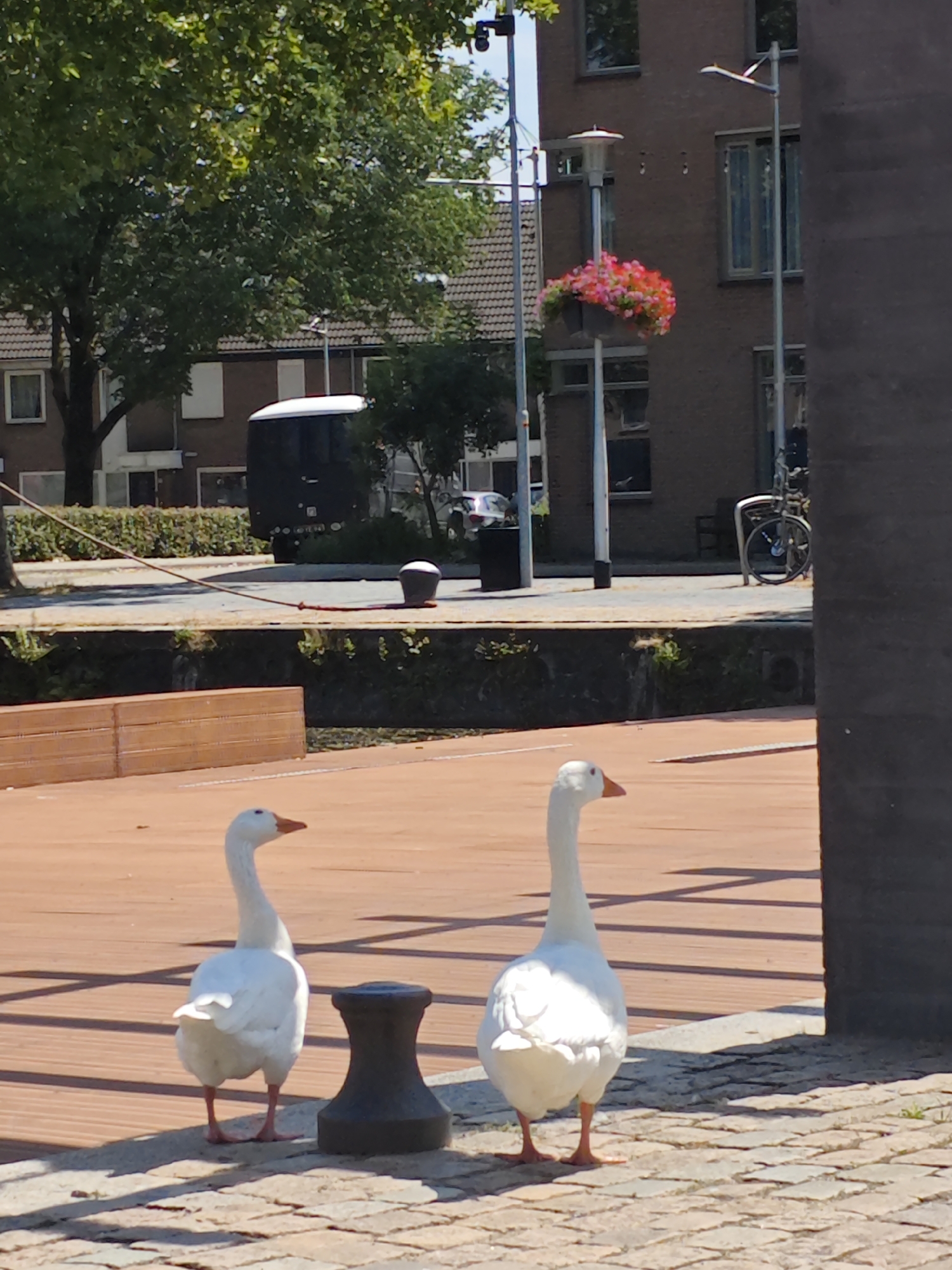 This image depicts an outdoor scene in Tilburg, Netherlands, likely near a waterfront or canal area. In the foreground, two white geese are standing on a wooden deck and cobblestone path. The goose on the left is facing left, and the goose on the right is facing right. Behind the geese, there is a dark, cylindrical bollard.
The mid-ground features a body of water with a low retaining wall and vegetation. Across the water, a dark trailer is parked. In the background, there are buildings constructed of brick, some with visible windows. A lamppost with a hanging basket of pink and red flowers is visible on the right side of the image, and another lamppost is on the left. A bicycle is parked near the buildings on the right. The scene is illuminated by bright sunlight, casting shadows.