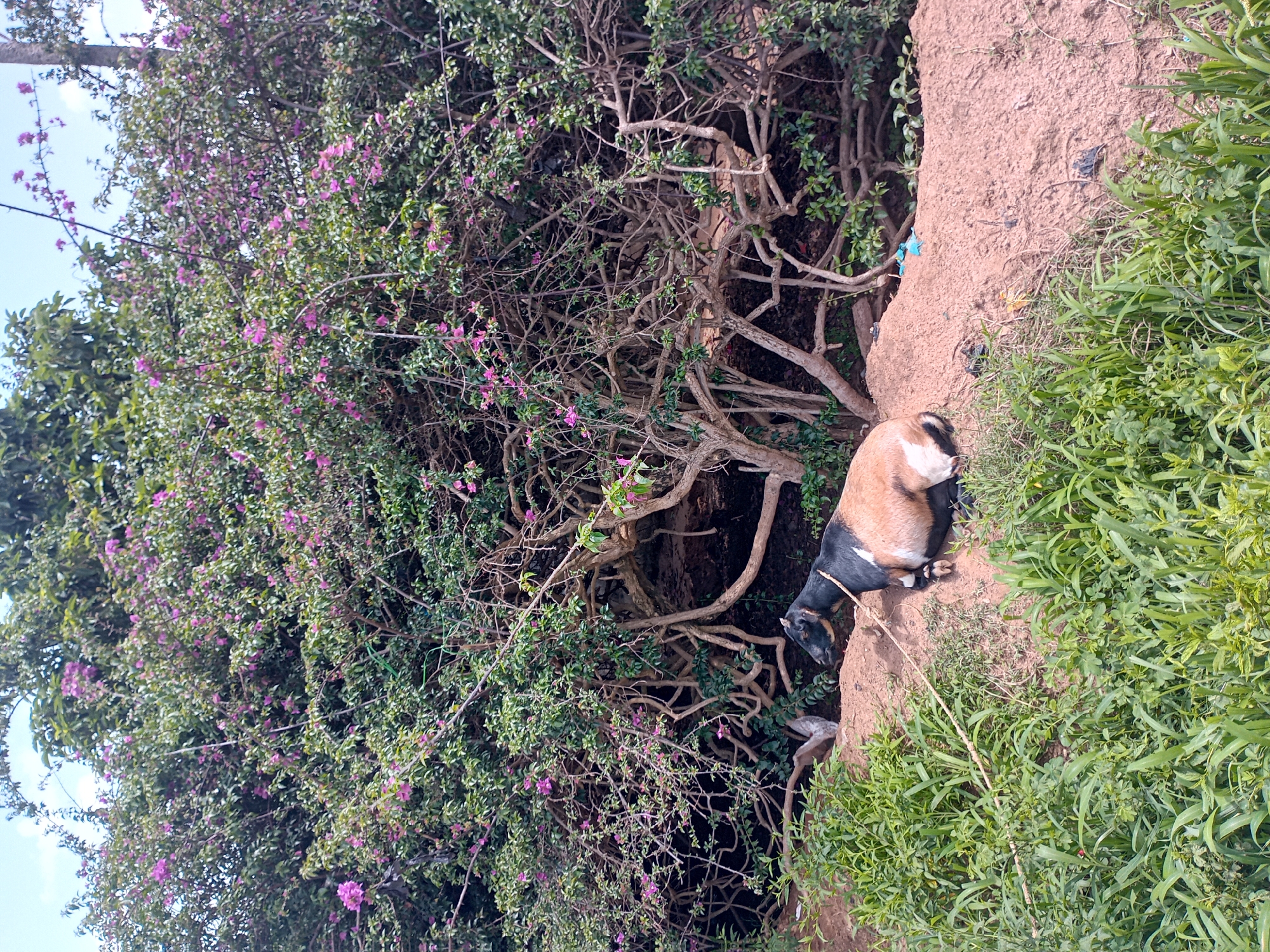 A goat is lying down on a dirt embankment in front of a dense bush with pink flowers. The goat is tri-colored, with patches of brown, black, and white. It is tethered by a rope. The environment appears to be rural or semi-rural. The image does not contain any elements that allow for specific identification of its location within Barakin Angundi, Nigeria.