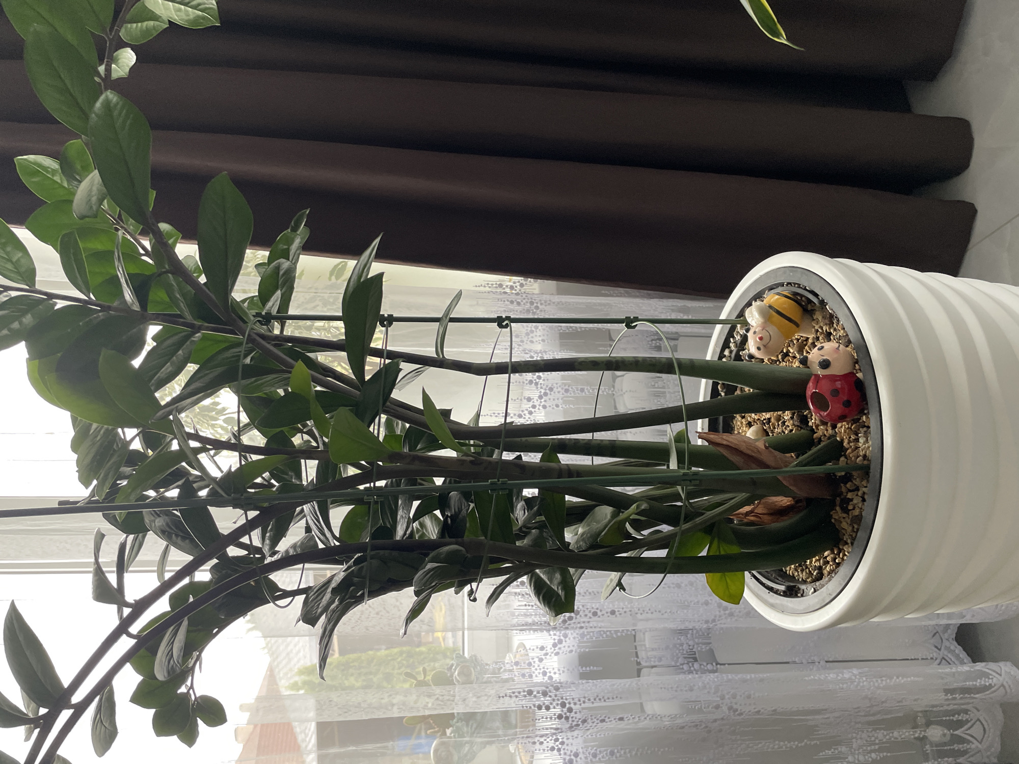 A ZZ plant, secured with a metal support structure, is in a white ribbed pot. Small decorative figurines are placed in the soil within the pot: a bumblebee and a ladybug. The plant is positioned near a window covered with white, patterned sheer curtains. Outside the window, glimpses of buildings and greenery are visible. A dark brown curtain hangs behind the plant. The image appears to have been taken indoors. The location is Лесной Пейзаж Кп (шарапово, Russia.