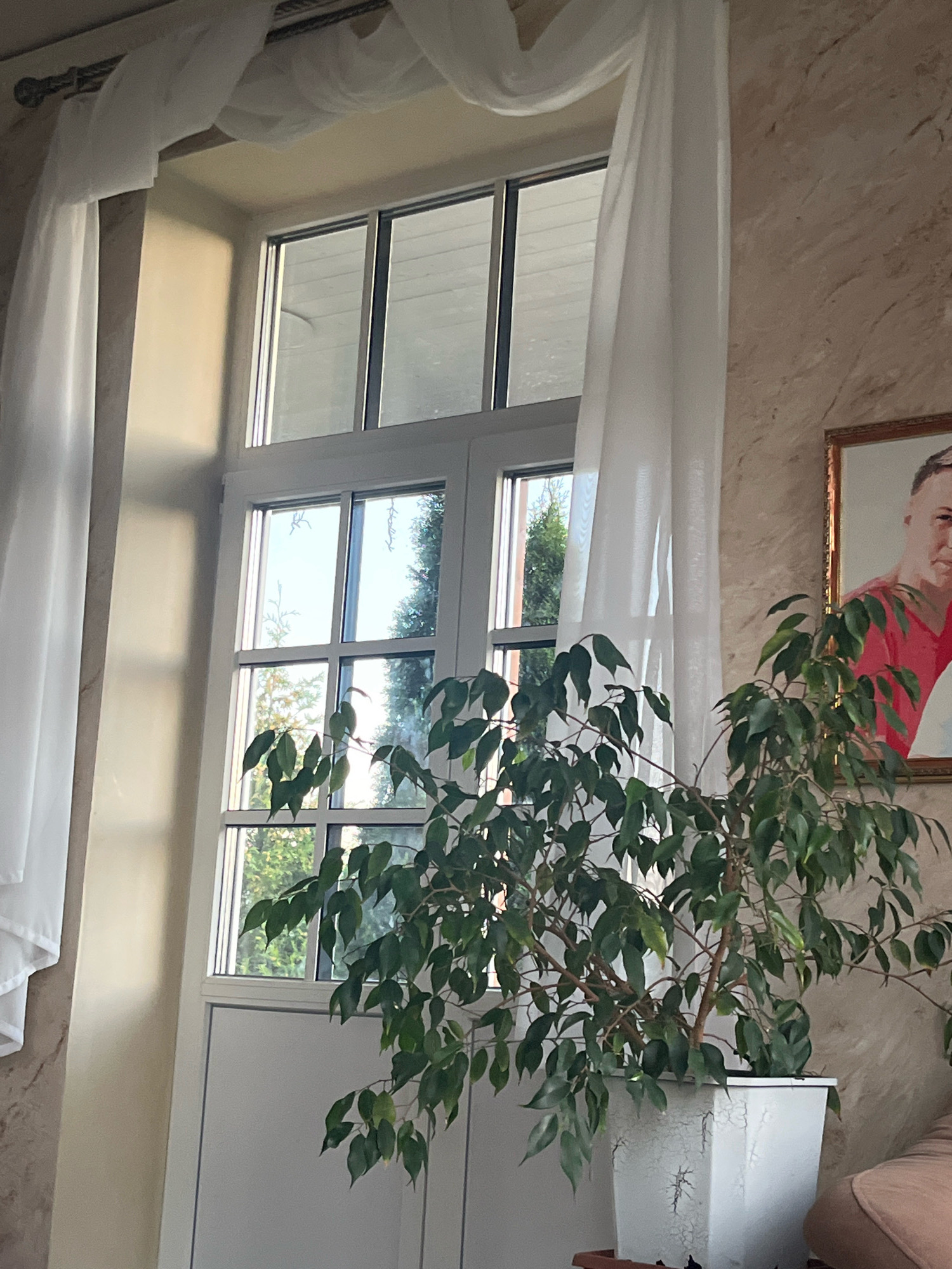 The image depicts an indoor scene with a large window on the left, draped with sheer white curtains. Sunlight streams through the window, casting shadows on the wall. A potted ficus tree with lush green leaves stands in the foreground to the right of the window. Behind the plant, a framed portrait of a person wearing a red shirt is visible on the textured wall. The overall setting suggests a residential or common area. The location of Vladimirovka, Russia is not discernible from the visual content of the image.