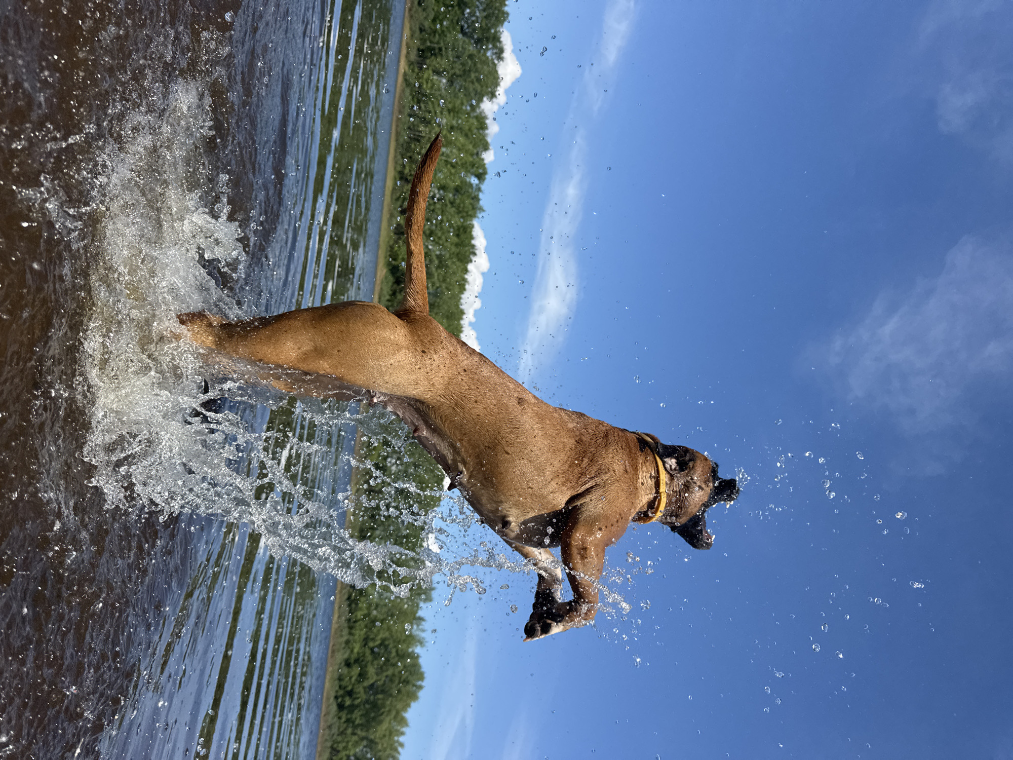 A dynamic outdoor scene captures a brown dog in mid-leap, vigorously propelling itself out of a body of water. The dog, a large, short-haired breed with a visible yellow collar, is suspended horizontally in the air, its body stretched and its front paws tucked, creating an explosive burst of water around it. Countless water droplets are frozen in motion, glistening against the bright light.
The lower portion of the image shows the dark water surface, which reflects hints of the blue sky and green treeline. A distinct line of lush green trees forms the distant bank of the lake or river, stretching across the middle ground. Above the treeline, a wide expanse of clear, brilliant blue sky with a few scattered white clouds dominates the upper part of the frame.
The image conveys a strong sense of action, joy, and energy, suggesting the dog is playing or retrieving something from the water. It is clearly daytime, with bright sunlight illuminating the scene. No visible text is present. This event occurred in Chaikovsky, Russia.