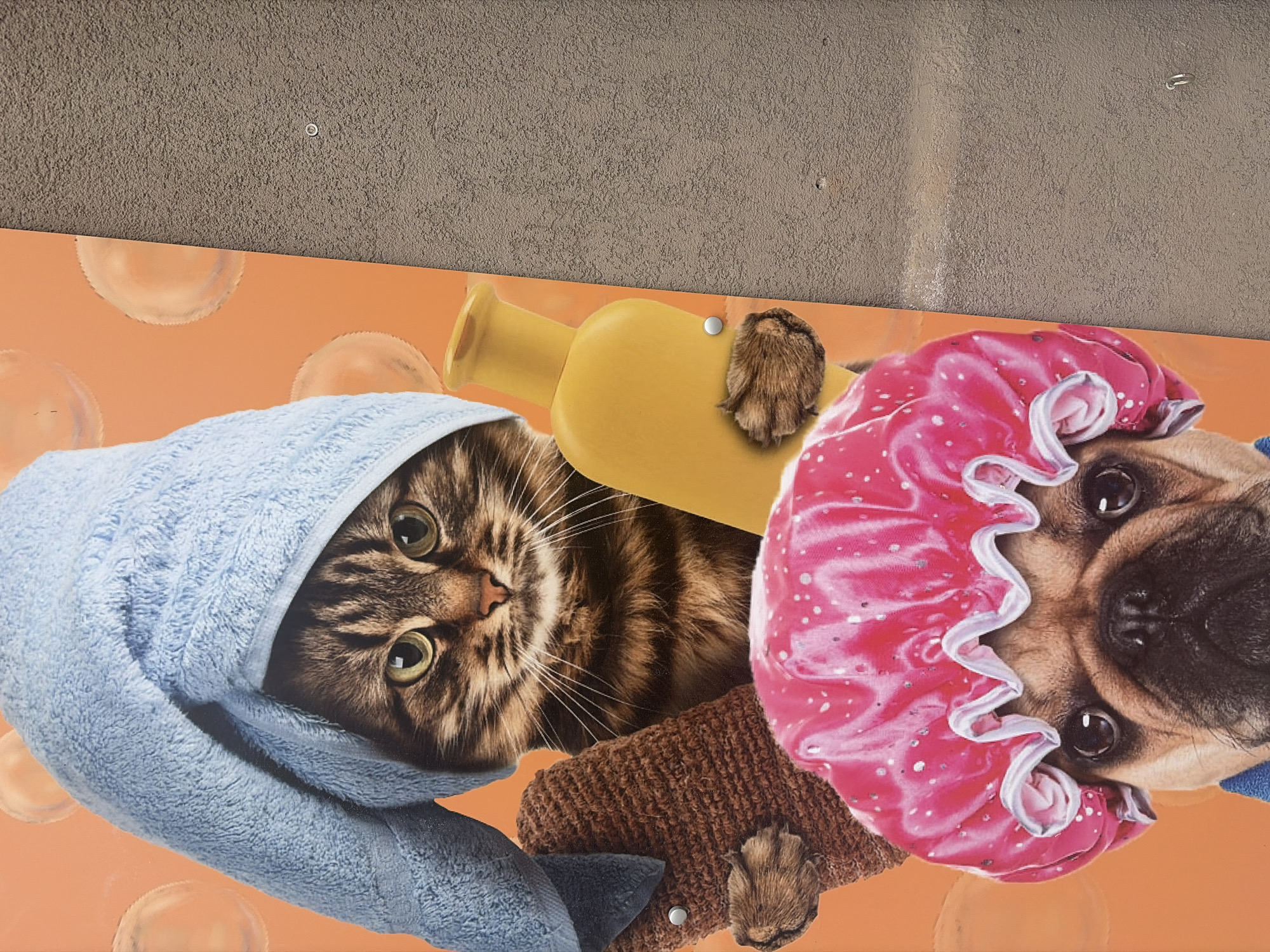 The image displays a colorful graphic or poster mounted on a textured, grey wall. The graphic features a tabby cat and a pug dog, depicted as if undergoing a bath or grooming session.
The cat, with prominent green eyes, is positioned on the left side of the graphic and is wrapped in a light blue towel, covering its head and body. Its face looks directly forward with a calm expression. To the right, a pug dog wears a pink shower cap adorned with white polka dots and ruffles, also looking directly at the viewer with a calm gaze.
Between the two animals, a yellow shampoo bottle is visible, with a furry paw (likely belonging to one of the pets) resting on its top. Another furry paw and a brown, textured object, possibly a bath mitt or rug, are seen beneath the cat and between the two animals. The background of the graphic is a solid orange color, with faint, transparent bubble-like patterns scattered across it, reinforcing the bath-time theme.
The grey wall above the graphic shows a coarse, stucco-like texture. Several small, metallic fasteners (nails or screws) are visible on this wall, indicating that the graphic is affixed to it. The image appears to be taken outdoors or in a semi-outdoor setting in Plovdiv, Bulgaria, against this wall. There is no visible text in the image. The overall impression is whimsical and humorous, showcasing pets in an anthropomorphic scenario.