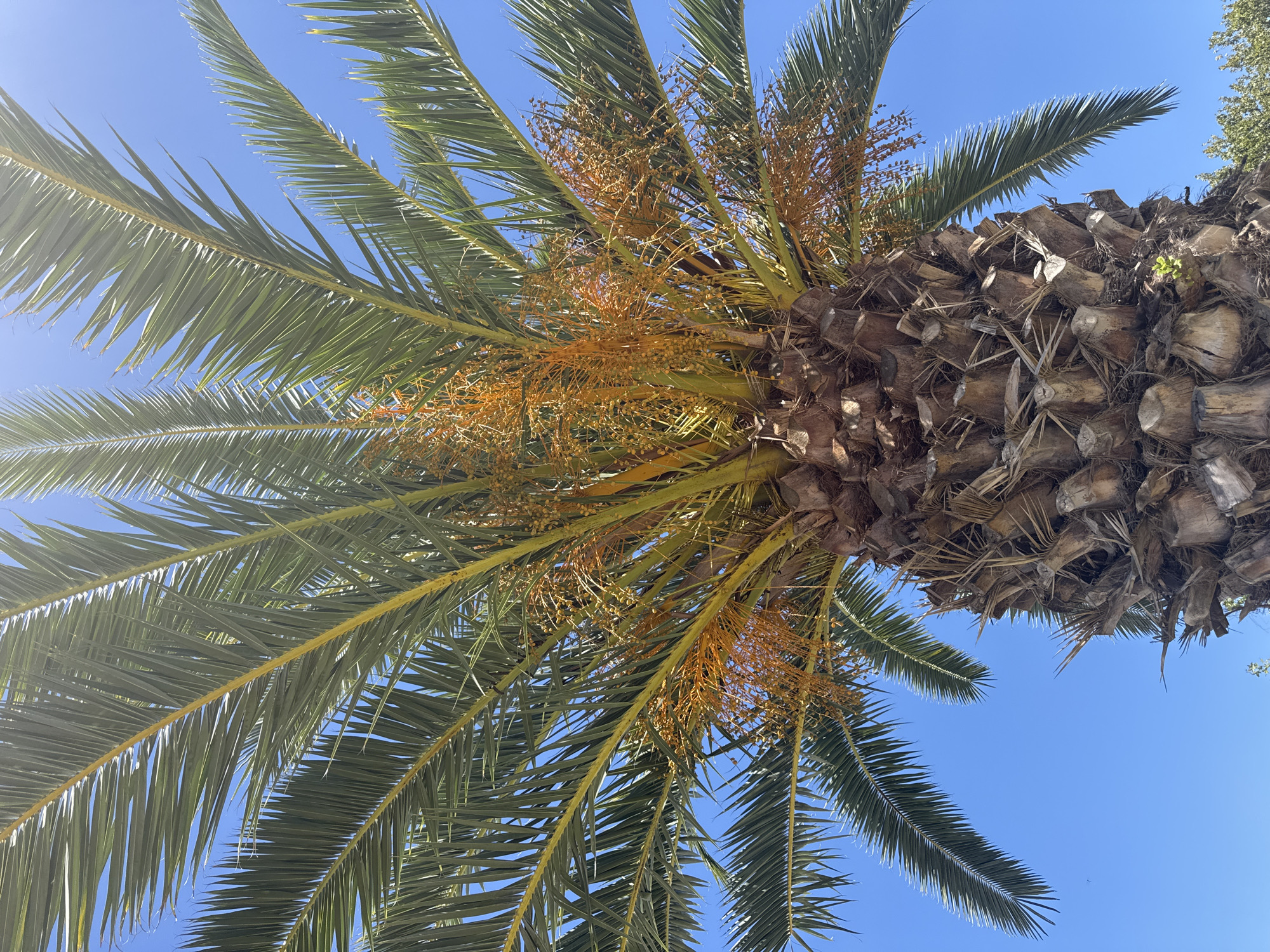 An upward shot of a palm tree in Sacramento, California, on a clear, sunny day. The tree's trunk is thick and textured with a rough, fibrous bark. Its fronds are a vibrant green, fanning out against a bright blue sky. Clusters of small, orange-yellow fruits are visible amongst the fronds. The background is dominated by the clear blue sky, with the tops of a few green trees visible at the bottom of the frame.