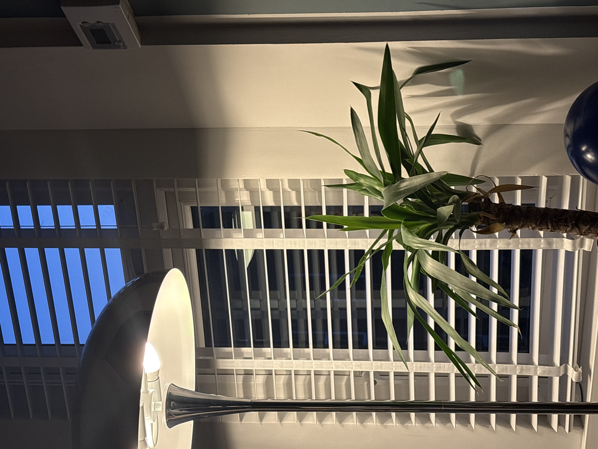 The image displays an indoor scene, rotated 90 degrees clockwise, suggesting it is viewed from a low angle looking upwards. When correctly oriented, a large green plant, resembling a Yucca, with long, pointed leaves and a visible brown trunk, occupies the right side of the frame, extending from the bottom towards the top.
To the left of the plant is a tall, modern floor lamp with a metallic stem and a white, dome-shaped shade. The lamp is illuminated, casting a bright light upwards and to the left, highlighting the ceiling and upper parts of the room.
Behind the lamp and the plant are large windows covered by white vertical blinds, which are partially open. Through the gaps in the blinds, a dark blue sky is visible, indicating it is evening or night outside. The artificial light from the lamp casts distinct shadows of the plant and the blinds onto the pale-colored walls.
In the upper right corner, a dark blue, round object, possibly a balloon or decorative sphere, is partially visible. At the very top of the frame, a rectangular white fixture, possibly an air vent or smoke detector, is mounted on the ceiling. Below the window, reflections of the blinds are visible on a dark, reflective surface, likely a table or floor. The overall ambiance is dimly lit by artificial light. No people or visible text are present in the image. The setting appears to be a contemporary living space or office in Manchester, United Kingdom.