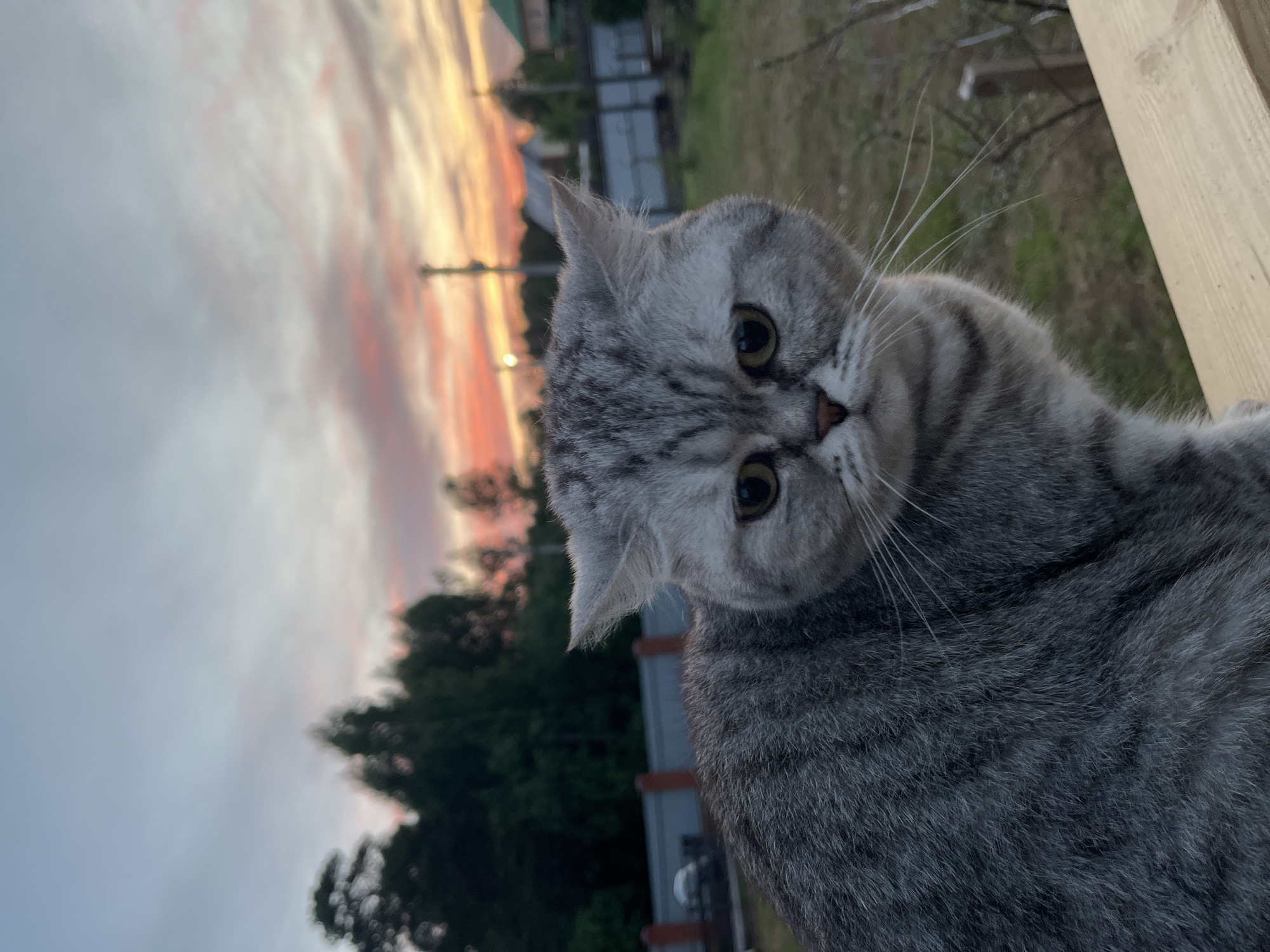 A gray tabby cat with yellow eyes is the primary subject of the image, its head cocked to the side. The background features a sunset with hues of pink, orange, and gray. Below the sunset is a treeline, and a fence with brick pillars is partially visible. The image appears to be taken outdoors. The city is Chaikovsky, Russia.