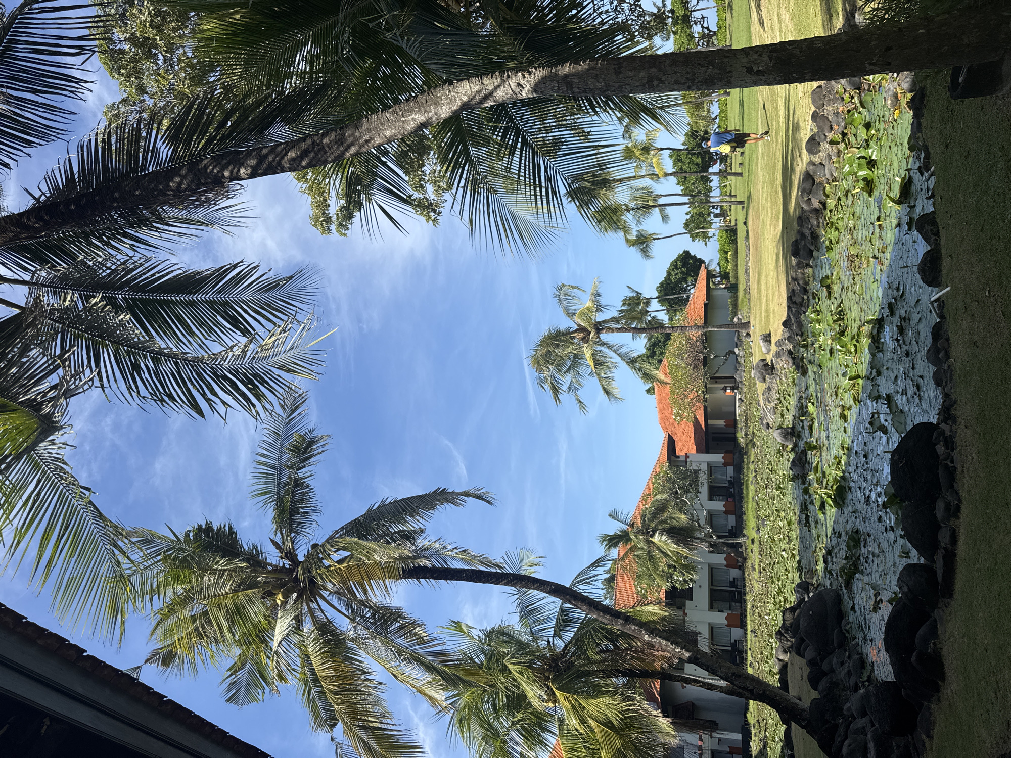 The image depicts a scene in Kuta Selatan, Indonesia, showcasing a tropical landscape under a clear blue sky with scattered cirrus clouds. Several palm trees dominate the view, framing the central portion of the frame, which contains a pond or small body of water thickly covered with lily pads and surrounded by large rocks.
In the background, there is a multi-story building with a red tiled roof and white exterior walls. A golfer is seen on a manicured green lawn adjacent to the pond, positioned under the shade of other palm trees. The golfer is wearing a blue shirt and is in the process of swinging a golf club. There is a grassy area to the right of the pond, and a dark roof is partially visible in the lower left corner.