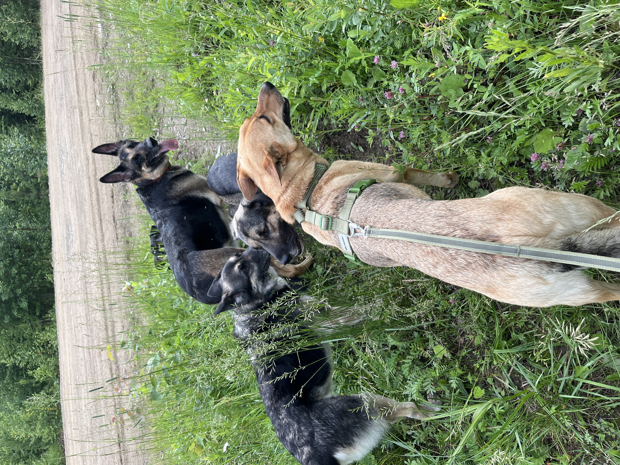 Four dogs are in a grassy area with a dirt road and trees in the background. The dogs appear to be German Shepherds and possibly a mixed breed. One dog in the foreground is tan with a green harness and is facing to the right. Behind it, a black and tan German Shepherd is looking to the left. To the left of that dog, another black and tan dog is looking down into the grass. In the background, a German Shepherd with its tongue out is looking to the right. The location is a rural area, possibly on the outskirts of Nizhny Tagil, Russia, given the dense forest and unpaved road.