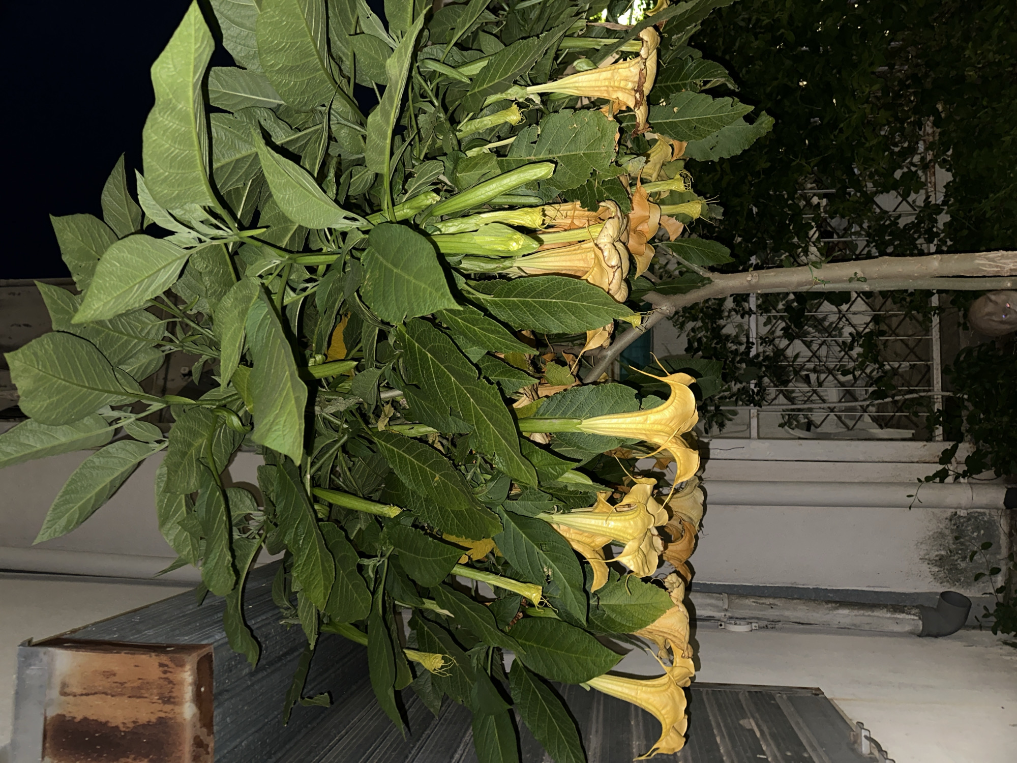 An outdoor scene, seemingly at night in Budva, Montenegro, features a cascading angel's trumpet plant with lush green foliage and trumpet-shaped flowers. The plant appears to be growing on or near a building, with elements of the building's exterior visible. The immediate background consists of an exterior wall with window frames, metal roofing, and pipes. The lighting is subdued, casting shadows and highlighting the textures of the plant and the building. The sky is dark in certain areas. The plant is in a dominant position, drawing the eye with its vibrant green leaves and pale yellow flowers.