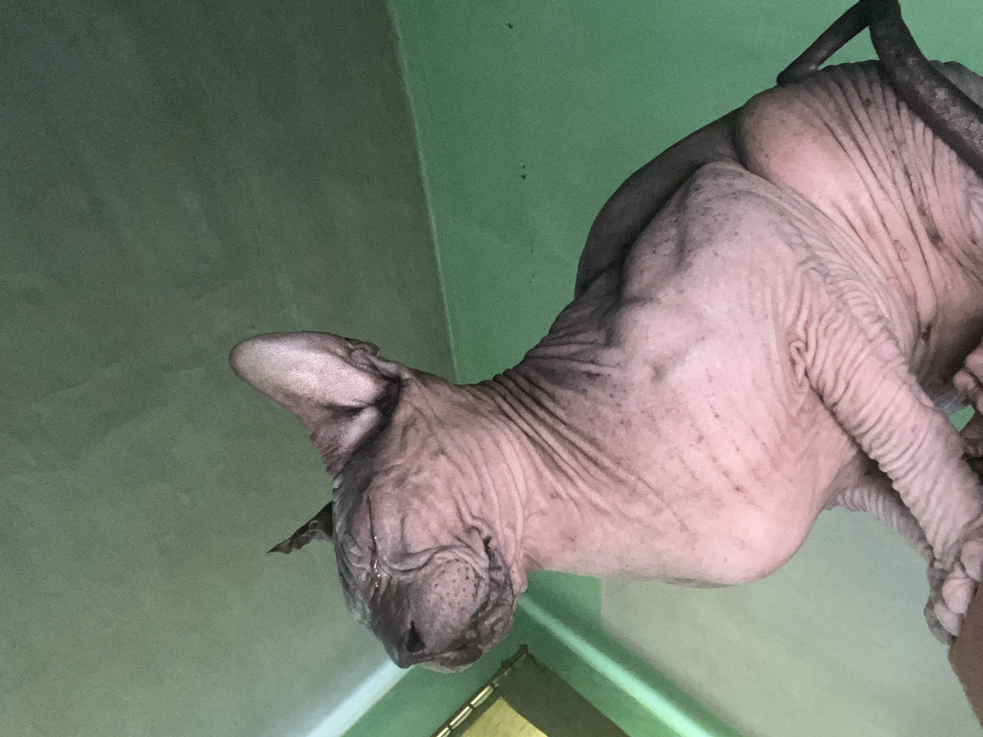 A close-up, low-angle, outdoor photograph depicts a hairless cat, likely a Sphynx breed, with light pink skin and dark markings. The cat is sitting with its eyes closed, facing left, with its head tilted slightly upwards. Its body is muscular and wrinkled, and its ears are large and pointed. The cat is positioned on a dark surface, possibly a piece of furniture or a railing, which extends out of frame to the bottom right. The background is a vibrant, textured, green wall, with a strip of lighter green running along the left side, suggesting a corner or an adjacent wall. A yellow object, possibly a window blind or a piece of decor, is partially visible on the far left. The lighting suggests it is daytime, with natural light illuminating the scene. The image appears to be taken in an urban setting, but there is no specific visual information to pinpoint its location within Nizhny Tagil, Russia.