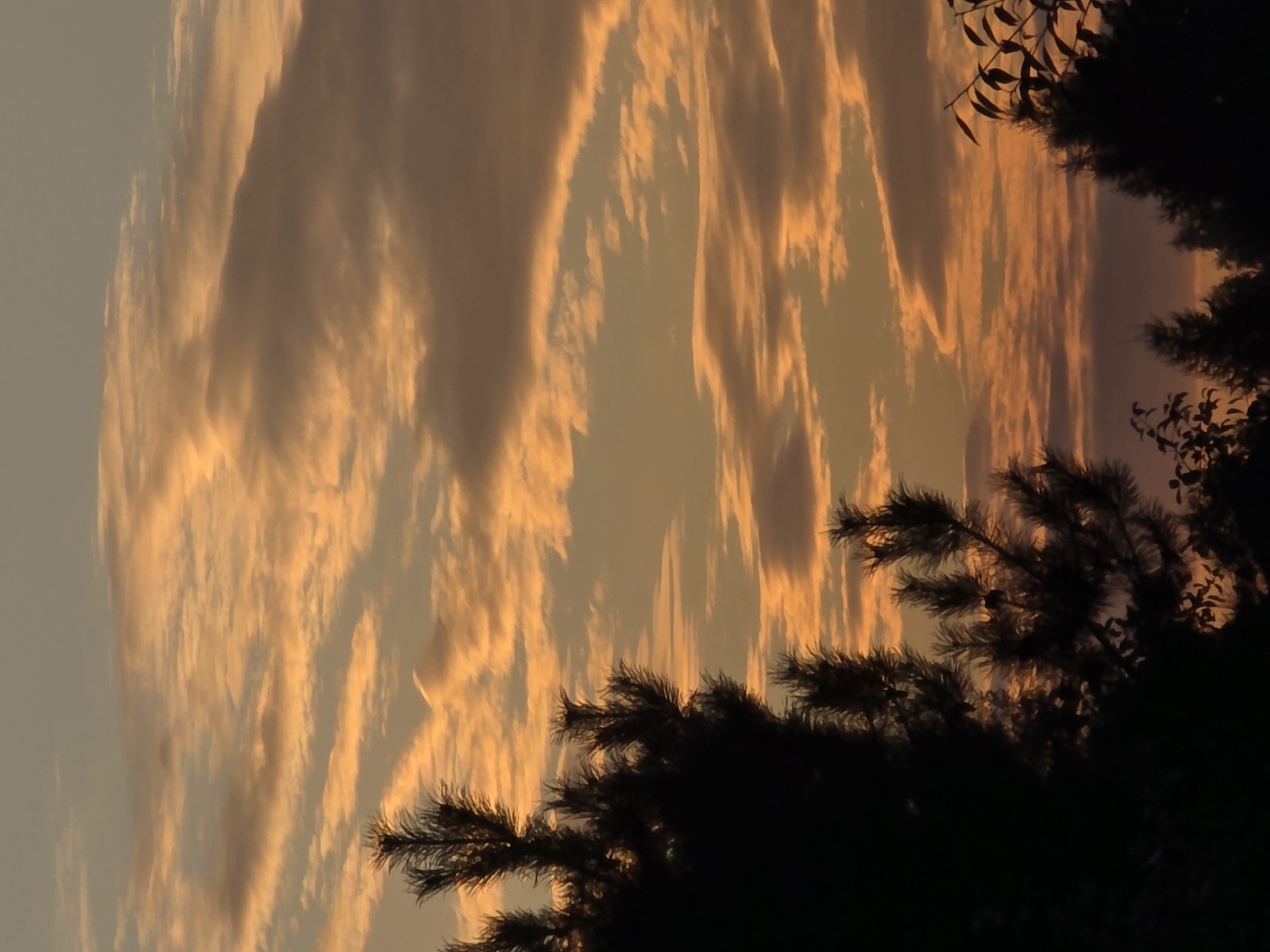 The image captures a serene sunset over a rural landscape, likely on the outskirts of Речицы, Russia. The sky is a canvas of warm hues, with streaks of orange and yellow light painting the clouds, contrasting with the softer blue of the upper atmosphere. Silhouetted against this vibrant sky are the dark forms of coniferous trees, their needles creating a textured pattern. In the foreground, the jagged branches of pine trees dominate the left side of the frame, with smaller trees and foliage visible along the bottom edge. The overall impression is one of natural beauty and tranquility at the end of the day. There are no people or discernible man-made structures in the image.