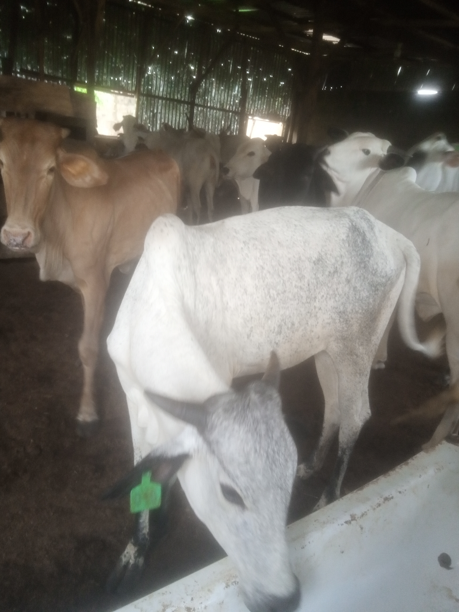 The image shows several cattle inside a barn or enclosure. The barn appears to be constructed with corrugated metal siding and a wooden roof structure. The floor is dirt. The cattle are of various colors, including tan, white, and black and white spotted. One cow in the foreground has a green tag on its ear. The lighting is dim, suggesting it might be indoors or overcast. The scene appears to be a farm or livestock holding area, potentially in Television, Nigeria, based on the prompt.