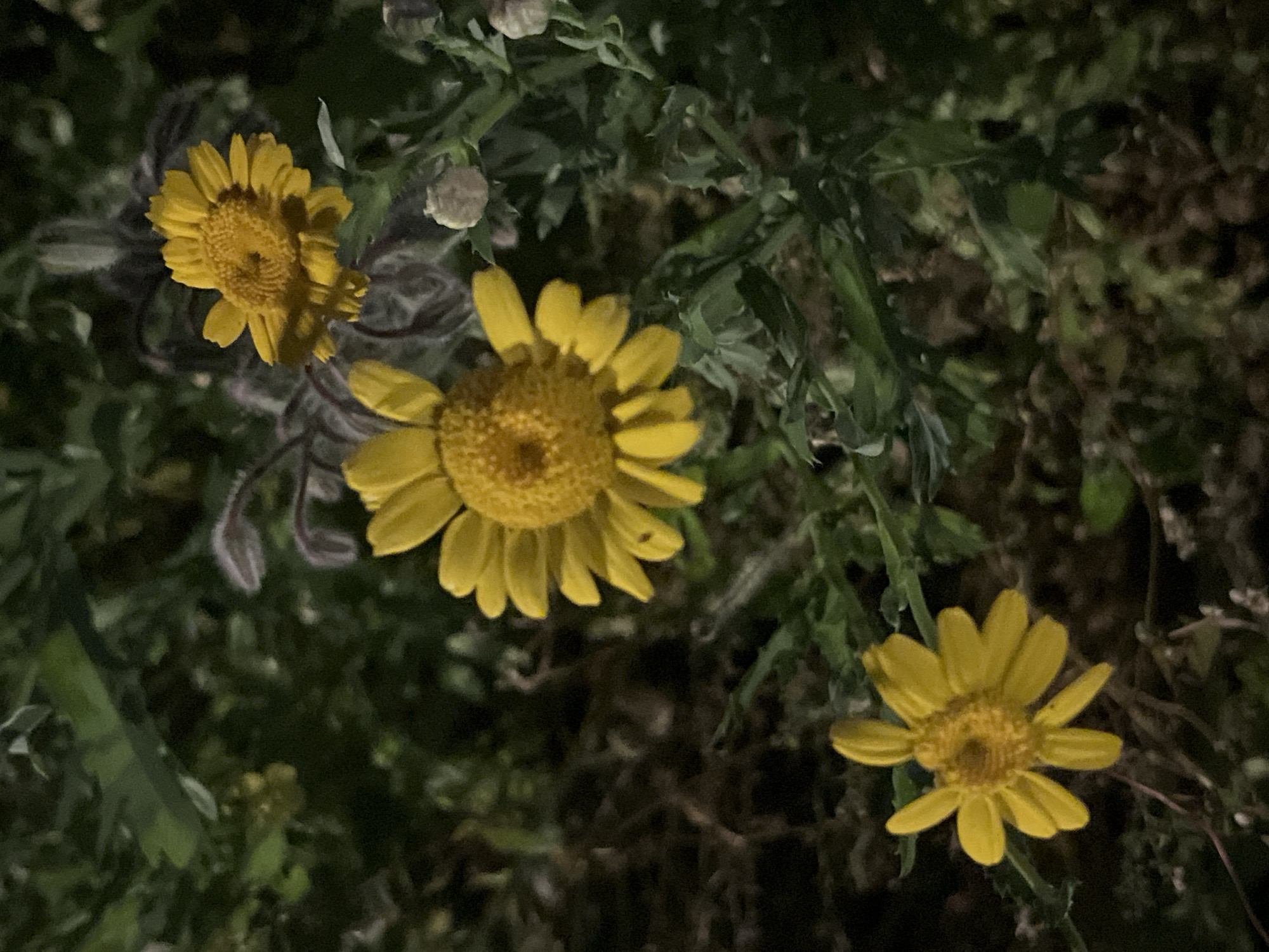 The image shows three yellow daisy-like flowers with textured centers, set against a dark, blurry background of green foliage. The flowers are in various stages of bloom, with one in the foreground and two further back. The lighting suggests it is either dusk or nighttime, with some artificial light illuminating the flowers. No specific location in Saint Vith, Belgium is identifiable from the image.