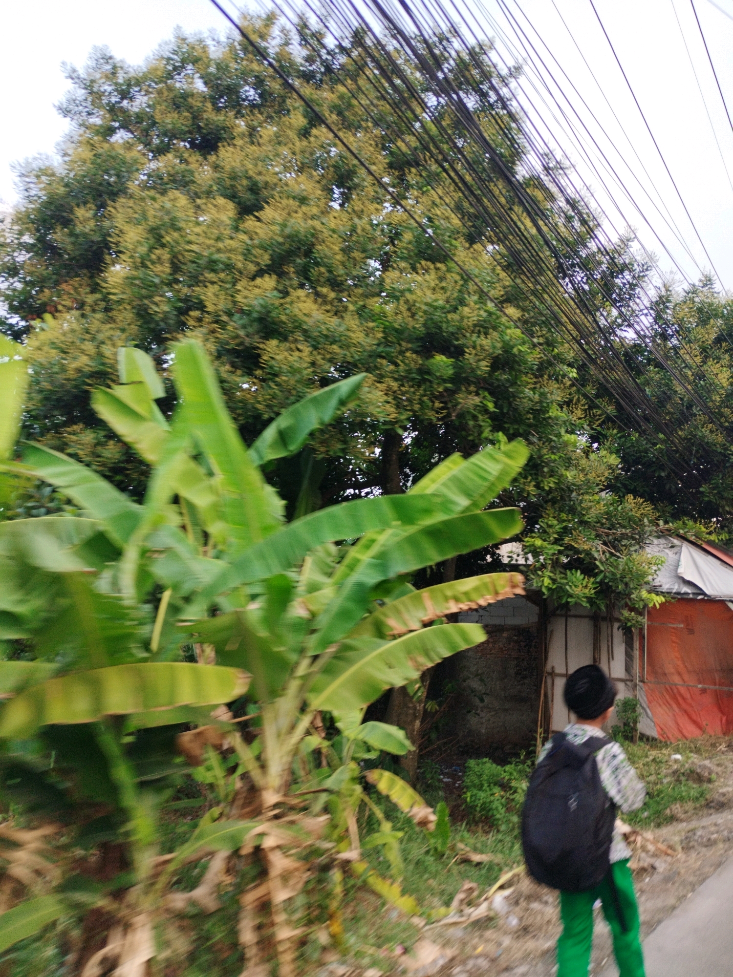 In Bojong Gede, Indonesia, a person wearing a patterned shirt and green pants walks away from the camera, carrying a black backpack. They are walking on a dirt path or road next to lush vegetation, including banana trees. In the background, a large tree with yellow flowers is visible, along with a simple structure that appears to be a dwelling or storage area with an orange tarp covering part of it. Overhead, a dense network of electrical wires crisscrosses the sky. The scene is captured with a slight motion blur, suggesting movement.