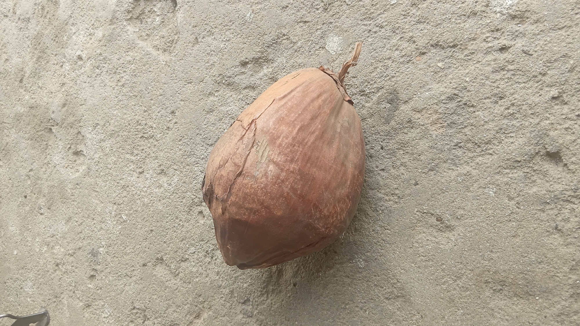 A single, dried coconut lies on a rough, textured concrete surface. The coconut is elongated and brown, with visible cracks and peeling fibers on its husk. It is positioned horizontally in the frame, slightly to the left of the center, with its stem-like end pointing towards the right. The concrete ground shows variations in color and texture, with some lighter and darker patches, as well as small embedded stones or debris. There is no indication of any specific location within Prabumulih, Indonesia, beyond the general depiction of an outdoor concrete surface. There are no people or other discernible objects or actions in the image.
