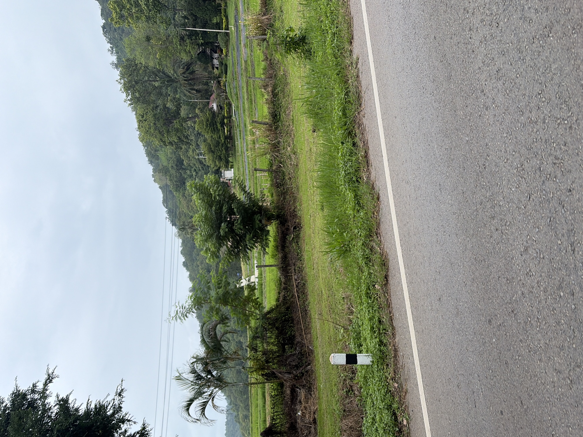 An overcast day in Samoeng Tai, Thailand, features a roadside view of lush green landscape. A paved road with a white line runs across the foreground. To the left of the road, a small, black and white striped post stands in the grass. Beyond the post, a vibrant green field stretches out, dotted with palm trees and other vegetation. A low fence, made of wooden posts and wire, separates the field from the foreground. In the distance, a cluster of trees and buildings are visible, nestled against a backdrop of rolling, tree-covered hills. The sky is a uniform gray, suggesting a cloudy or rainy atmosphere. No people are present in the image.