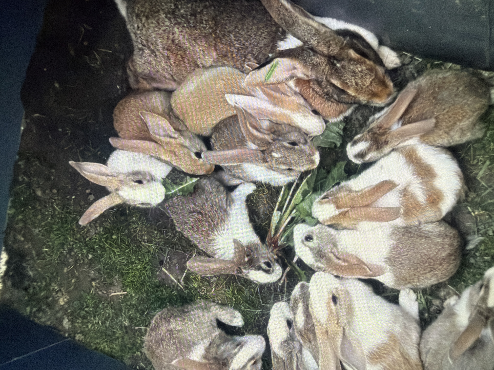 The image shows a close-up, high-angle shot of a group of rabbits in an outdoor enclosure. The rabbits are of various sizes and coat colors, including brown, white, and mottled patterns. Some are actively eating green leafy vegetation, while others are resting or interacting with each other. The ground is covered with grass and dirt. The overall impression is that of a domestic rabbit hutch or pen. The location in Bukuru, Nigeria, cannot be determined from the visual information presented in the image.
