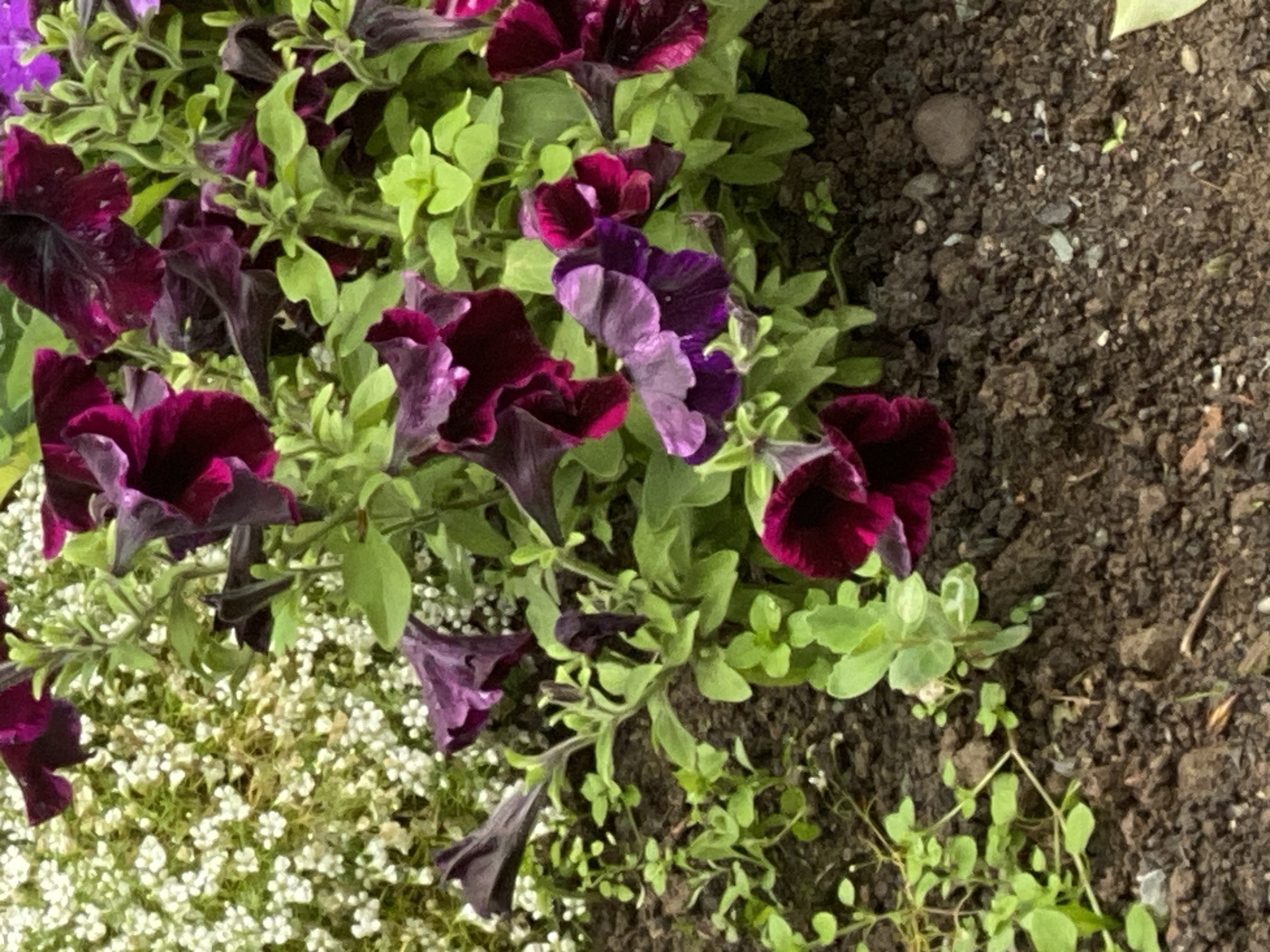 This image depicts a close-up view of dark purple petunias and small white flowers growing in dark soil. The petunias, with their ruffled petals, are the prominent subject, showcasing varying shades of deep purple and magenta. Interspersed with the petunias are clusters of tiny white blossoms, creating a contrast in color and texture. Green foliage, including stems and leaves, anchors the flowers and adds depth to the composition. The ground is composed of dark, loose soil with some small pebbles and organic matter. The scene appears to be an outdoor garden setting. There are no people or animals visible in the image, and no specific landmarks of Yuzhno-Sakhalinsk, Russia are identifiable.