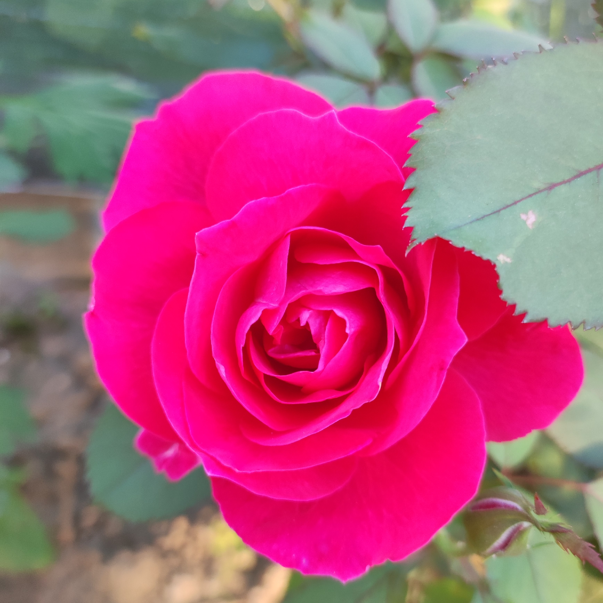 A close-up, head-on, natural light photograph captures a vibrant pink rose in full bloom. The rose's petals are tightly furled in the center, revealing a spiral pattern, and unfurl outwards in soft, undulating layers. A single, serrated green leaf, partially obscuring the upper right quadrant of the rose, shows a prominent vein. The background is softly blurred, with hints of other green foliage and a muted, earthy brown ground. The image appears to be taken outdoors, likely in a garden or park. There is no indication of the location being the city of Navoloki, Russia. The image contains no people or actions.