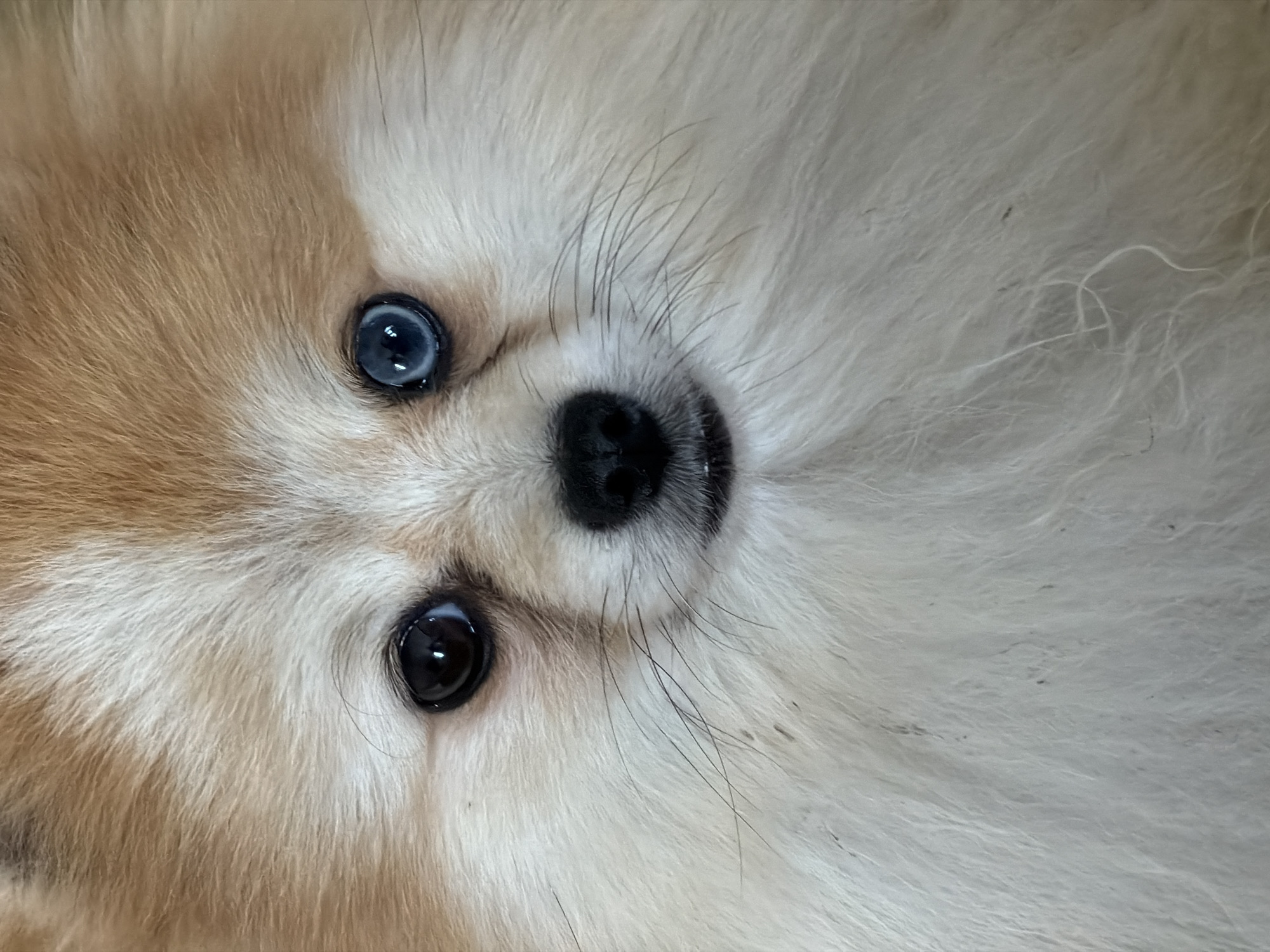 This is a close-up, head-on, studio portrait of a Pomeranian dog. The dog has light brown and cream-colored fur, with one eye being dark brown and the other a striking blue. Its nose is black, and it has prominent whiskers. The background is blurred and appears to be a light-colored, possibly textured surface. There is no indication of the city of Dobratycze, Poland, or any other environmental context in the image.