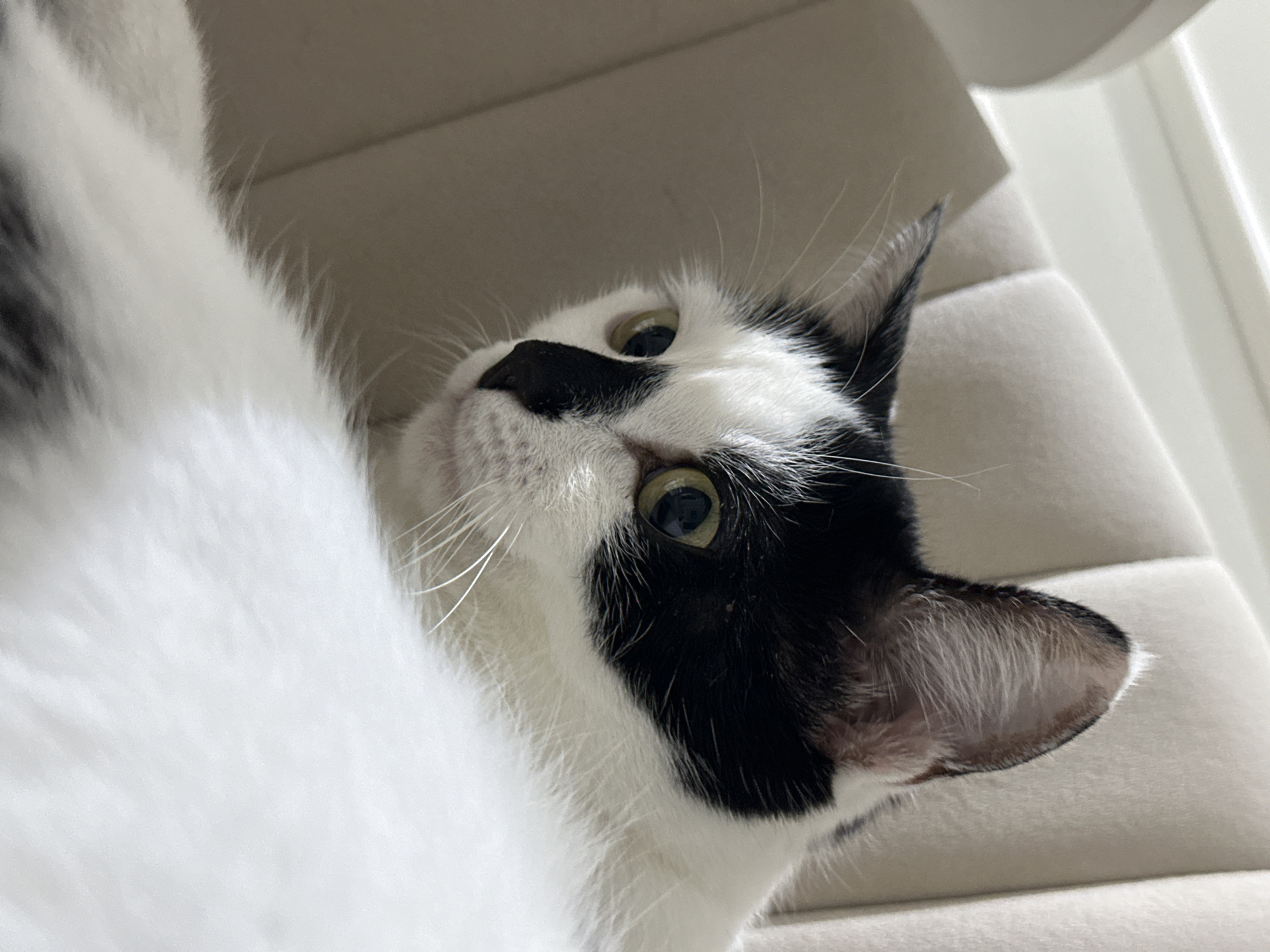 A close-up, side profile of a black and white cat is shown. The cat's fur is predominantly white with black markings on its head, ears, and a distinct black patch on its nose and cheek. The cat has green eyes and long white whiskers. It is resting on a light-colored, tufted upholstered surface, possibly a chair or sofa, in an indoor setting. The background is softly blurred and light in color, suggesting a domestic environment. There are no people or other animals visible in the image. The location in Kokshetau, Kazakhstan is not determinable from the image content.