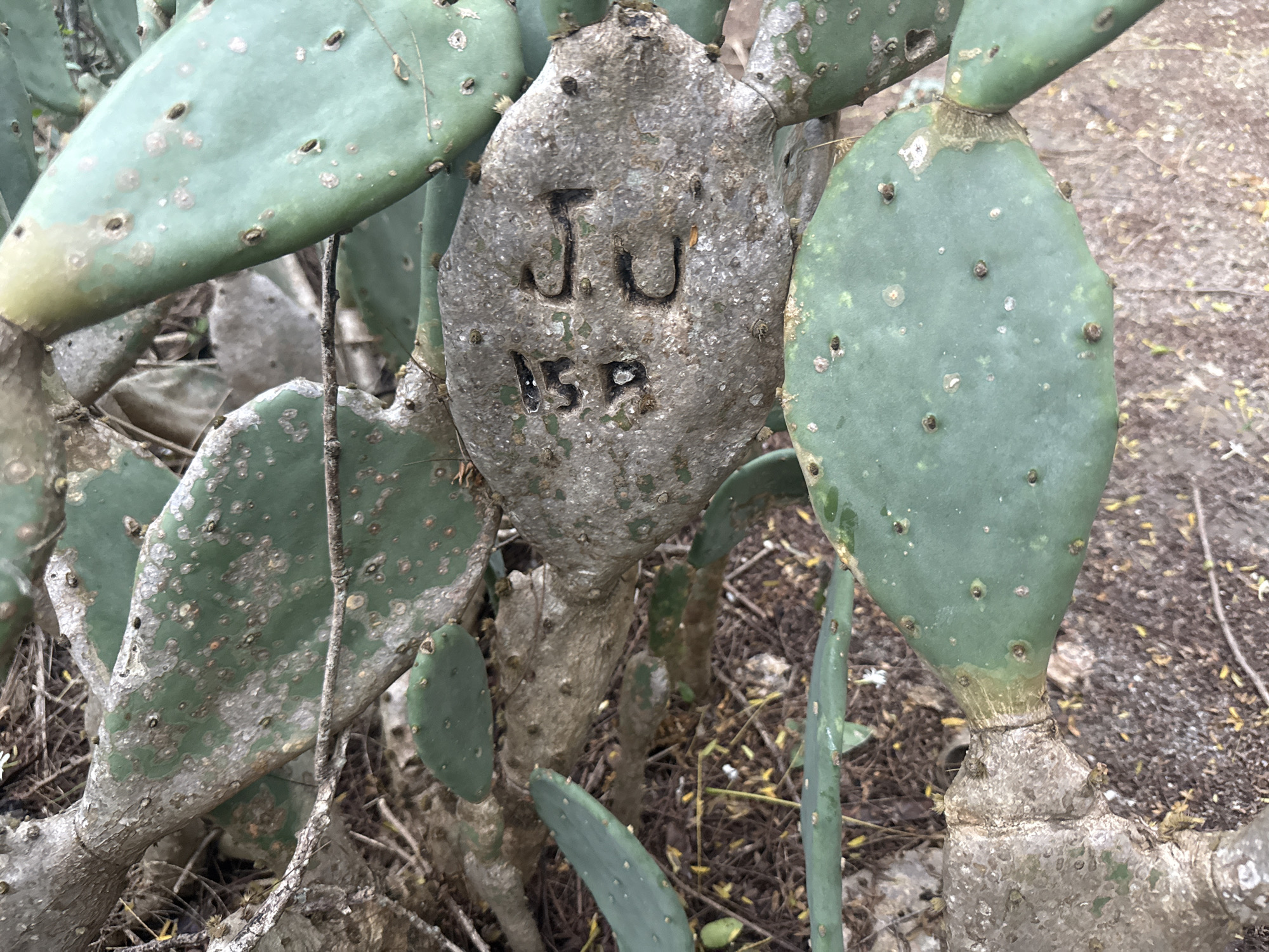 The image shows a close-up view of a prickly pear cactus with initials and numbers carved into its trunk. The carved letters appear to be "JU" above "15B". The cactus is green and has many pads with small, dark spots, likely areoles from which spines grow. The trunk where the carving is located is rough and greyish-brown, showing signs of age and the healing process of the bark. The surrounding environment is out of focus but appears to be a natural setting with dry leaves and dirt on the ground, suggesting an outdoor, possibly arid or semi-arid location. No people are visible in the image. The location is identified as being in the city of Cabo Frio, Brazil.