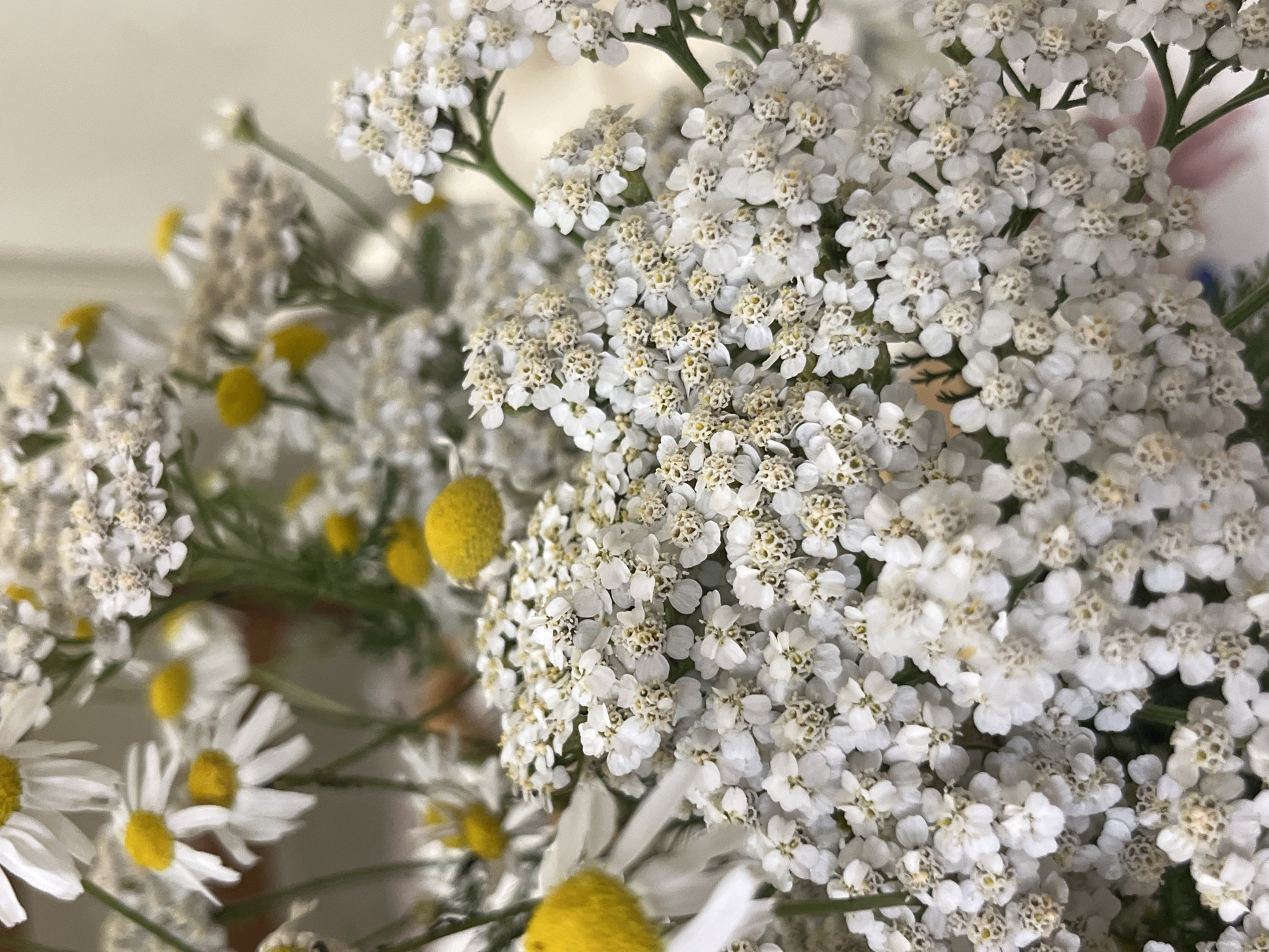 This is a close-up, high-angle, vertical shot of a bouquet of white wildflowers, possibly chamomile and yarrow, with yellow centers. The flowers are densely packed and fill the frame. The background is blurred and appears to be a neutral-colored wall. There are no people or animals visible in the image, and no specific location within Ivanteyevka, Russia can be identified from the visual information provided.