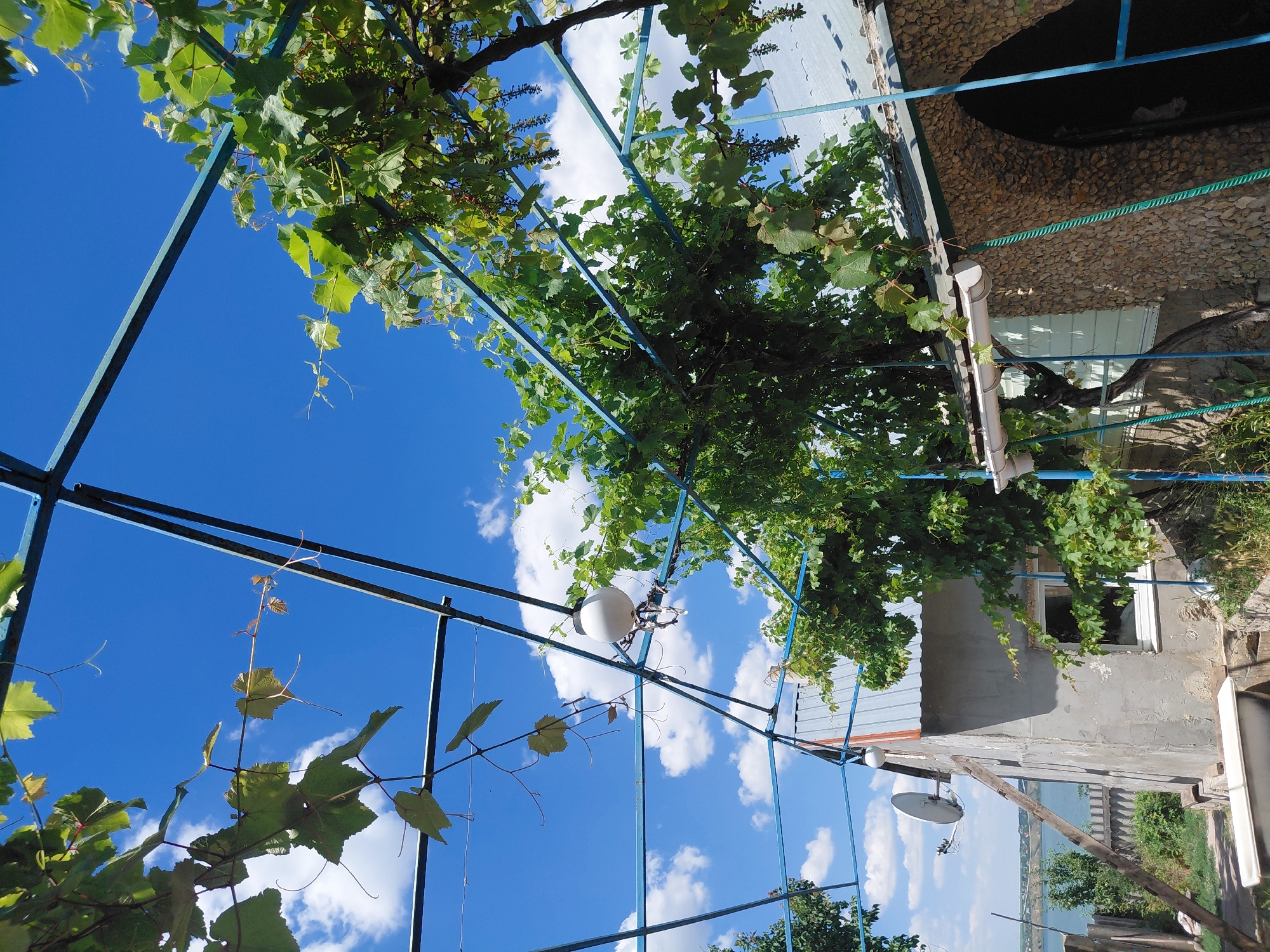 The image shows an outdoor scene with a bright blue sky and scattered white clouds, indicating it is daytime and likely sunny weather. The perspective is looking up, revealing a trellis covered with green grapevines. The trellis is constructed of blue metal poles and bars, with some sections of the structure visible. Hanging from the trellis are several clusters of young, undeveloped grapes.
Below the trellis, a building with a stone-covered section and a white-painted section is visible. A window with a white frame is present on the white part of the building. A white downspout runs along the edge of the roof. Further to the right, a satellite dish is mounted on a wooden pole. In the background, beyond the building, there is a body of water, suggesting the location is near a river, lake, or sea. The vegetation around the building is green and lush, consistent with a warm climate.
There are no people visible in the image. The overall impression is a tranquil, rural or semi-rural setting, possibly a backyard or garden area attached to a dwelling. The focus is on the interplay of the natural elements (sky, vines) and the man-made structures. The image appears to be taken in Ukraine, specifically Marynivka, as indicated by the context.