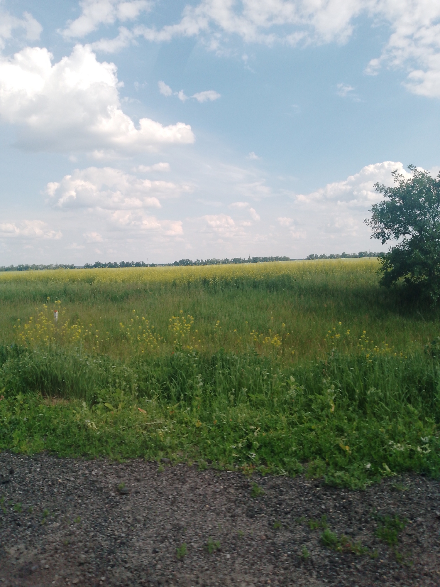 The image displays an expansive outdoor landscape under a partly cloudy sky. The upper portion of the frame features a light blue sky with numerous white cumulus clouds of varying sizes. The horizon line runs across the mid-section, revealing a vast field of bright yellow flowering crops, characteristic of canola or rapeseed, stretching horizontally across the scene. A thin line of darker green trees or distant vegetation is visible along the far horizon, beneath the sky.
In the middle ground, a wide band of green grass and weeds with scattered smaller yellow wildflowers extends forward. A solitary, dark green deciduous tree is positioned on the far right, its foliage partially entering the frame and casting a subtle shadow onto the grassy area beneath it. Towards the left of the green field, a small, indistinct white post with red markings is visible. The immediate foreground consists of a dark gray, textured surface, appearing to be gravel or crushed stone, with sparse patches of green vegetation growing through it. The ground in the foreground exhibits slight blurring, suggesting motion or a shallow depth of field. No individuals, animals, or discernible actions are present in the scene.
Location: Unknown, Unknown.