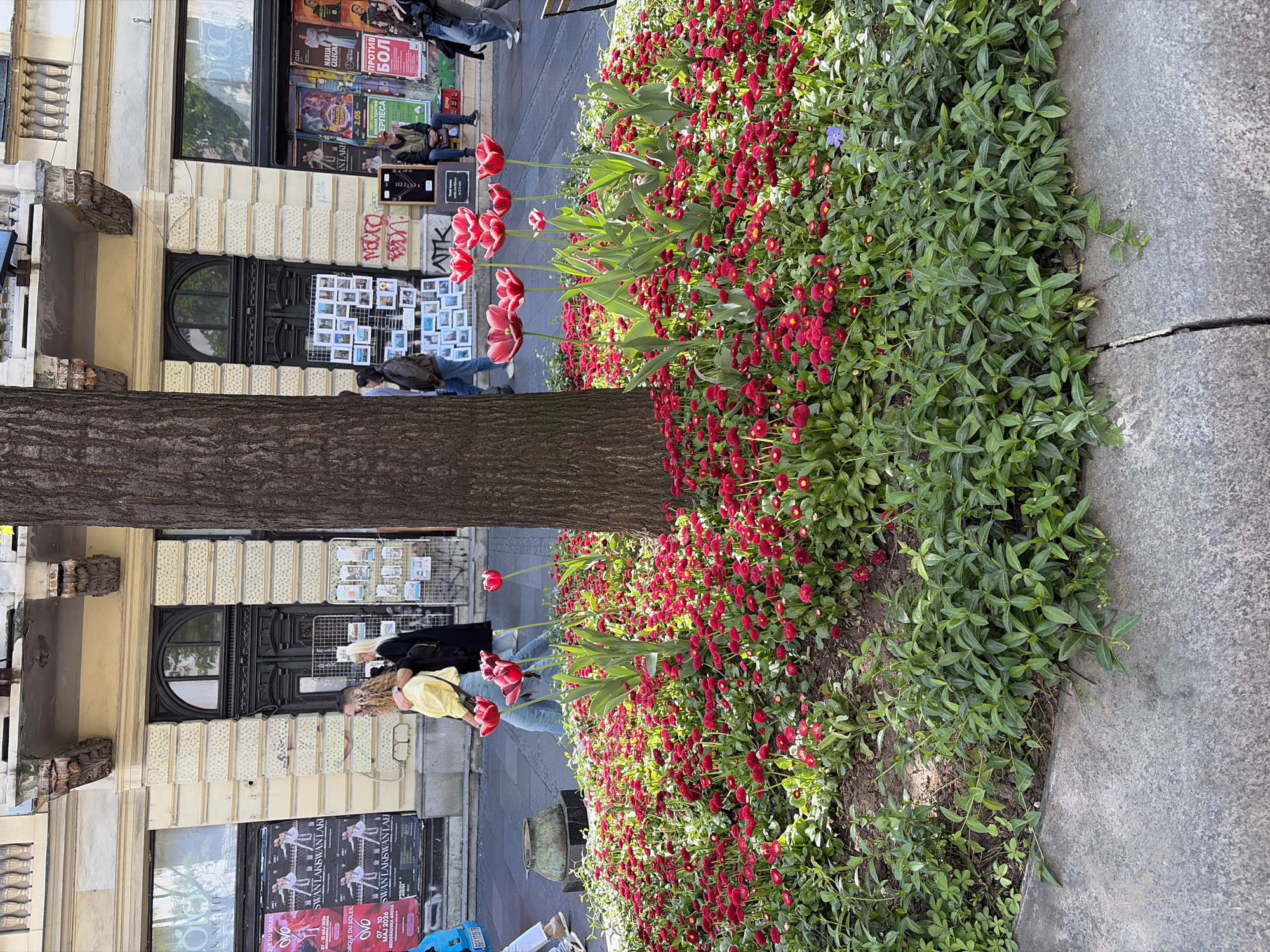 A ground-level outdoor shot shows a street scene, apparently in Belgrade, Serbia. A tree trunk vertically bisects the image. To the right of the trunk is a bed of small red flowers. Some tulips, red and white, sprout from the flower bed. To the left of the tree, two women are walking on the sidewalk. The woman in the front has blonde hair and wears a yellow shirt and blue jeans. The other woman has black clothing. In the background are storefronts with posters and ads on the windows and facades. Some signage is written in Cyrillic. A man is sitting in a chair near an easel displaying art for sale.