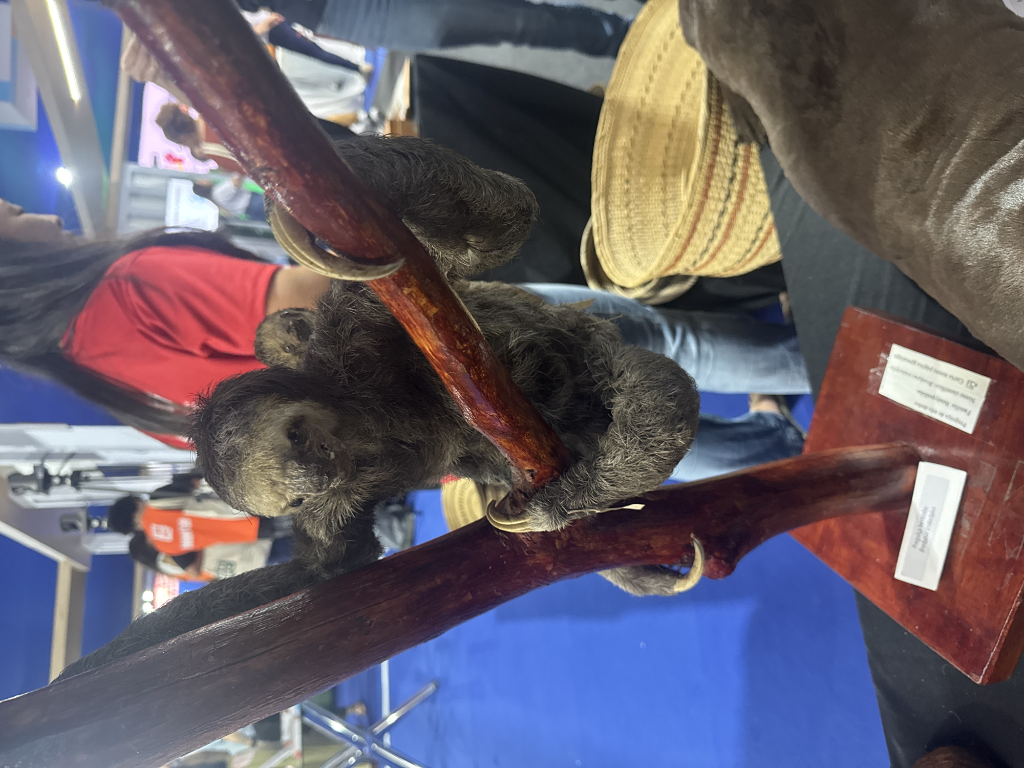 The image depicts a display featuring a stuffed sloth with a baby sloth clinging to its back. They are positioned on a reddish-brown wooden branch, which is mounted on a wooden base. A small white label is attached to the base, bearing text that is partially visible.
In the background, several people are visible, some appearing to be attendees or staff at an event. One person in the mid-ground wears an orange vest with "ARARAS" printed on it, suggesting the event might be related to wildlife or conservation. Another person is seen in a red shirt. The environment appears to be indoors, possibly at an exhibition or convention center, with blue carpeting on the floor and event signage in the distance. A woven basket is also visible on the right side of the image.
The overall scene suggests a public display intended for educational or informational purposes, likely at an event or exhibition in Niterói, Brazil, given the presence of the "ARARAS" vest, which is a Brazilian term for macaws, a bird commonly associated with Brazil's fauna.