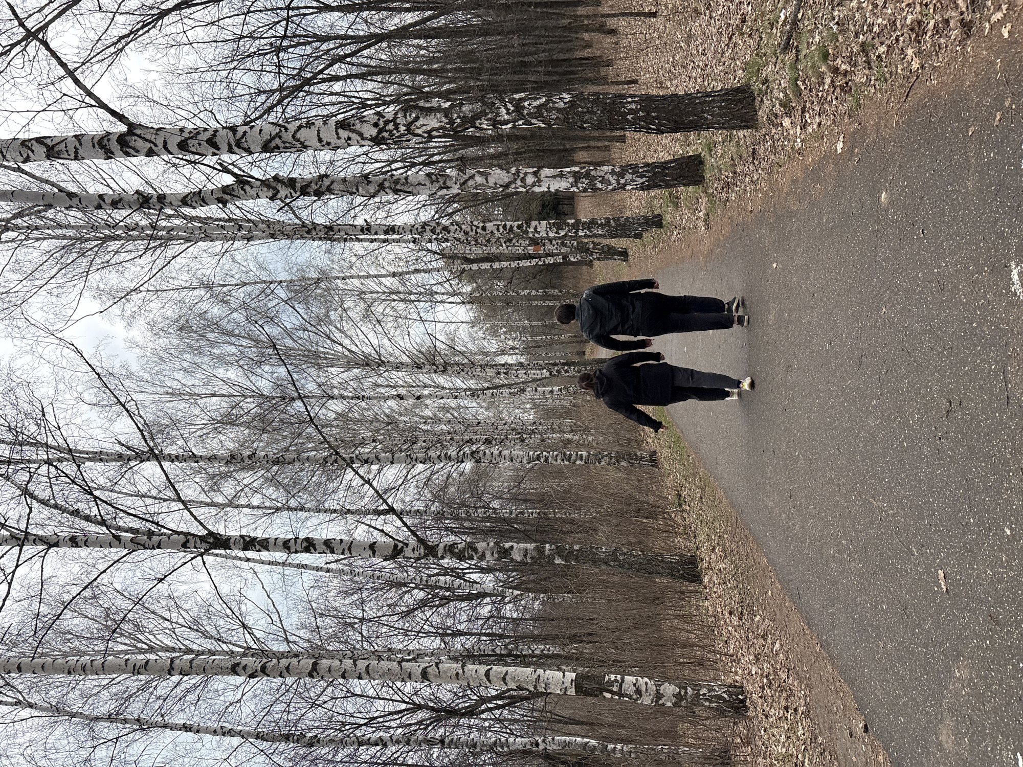 Two individuals are walking down a paved path lined with birch trees in a park setting, likely in Ulyanovsk, Russia. The trees are predominantly bare, indicating a late fall or early spring season. The path is asphalt and appears well-maintained. Leaves litter the ground along the edge of the path. The individuals are wearing dark jackets. The weather seems overcast with a muted sky.