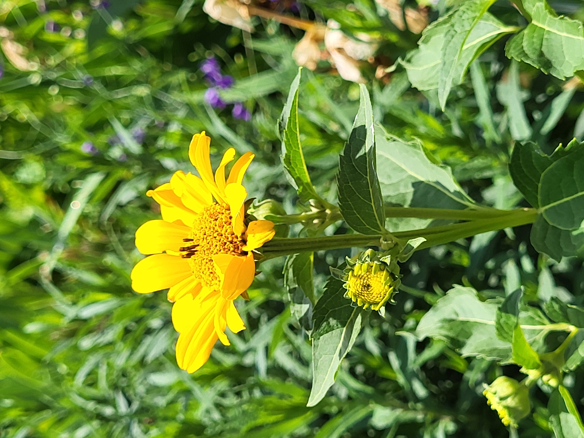A vibrant yellow daisy-like flower is in full bloom, its petals spread wide. To the right of the main flower, a smaller, unopened bud of the same species is visible, its tightly furled petals hinting at future blossoms. The background is a lush, green tapestry of foliage and other plants, with hints of purple flowers interspersed among the greenery. The scene appears to be outdoors on a sunny day, with dappled sunlight illuminating the subjects. The focus is sharp on the flowers and their immediate surroundings, while the background is softly blurred, creating a sense of depth. The overall impression is one of natural beauty and the bounty of a garden or natural landscape. There is no visible text in the image.